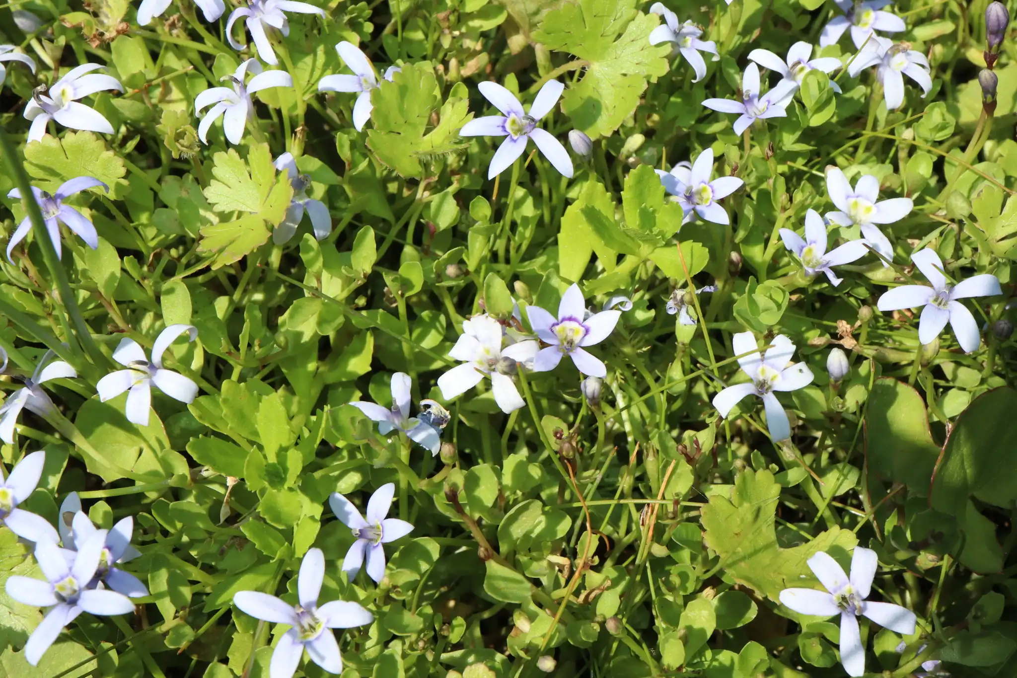 Blue Star Creeper