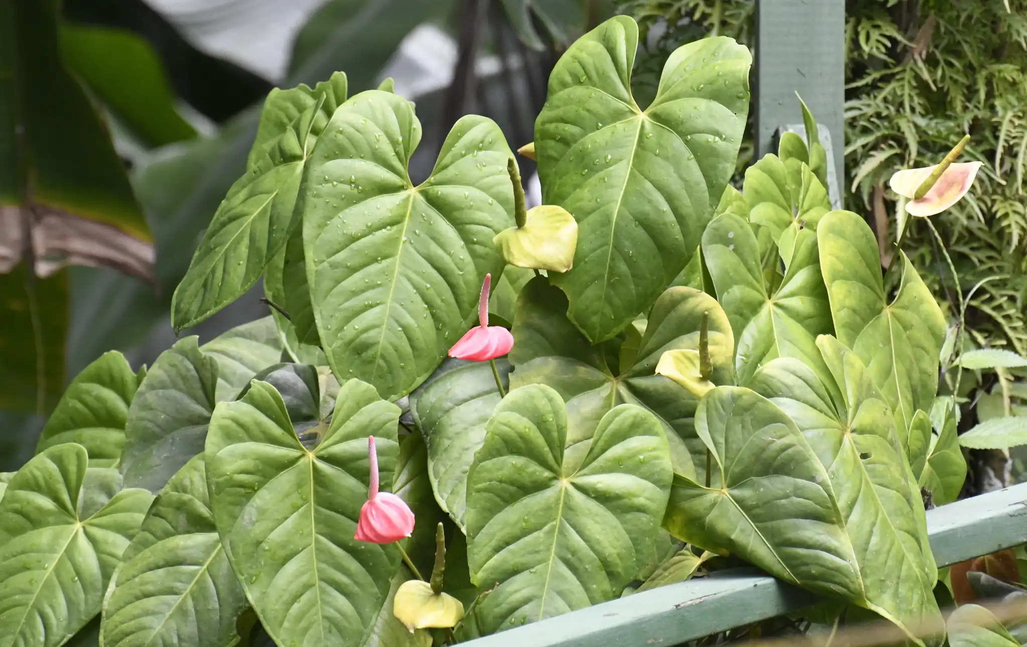 Flamingo Flower