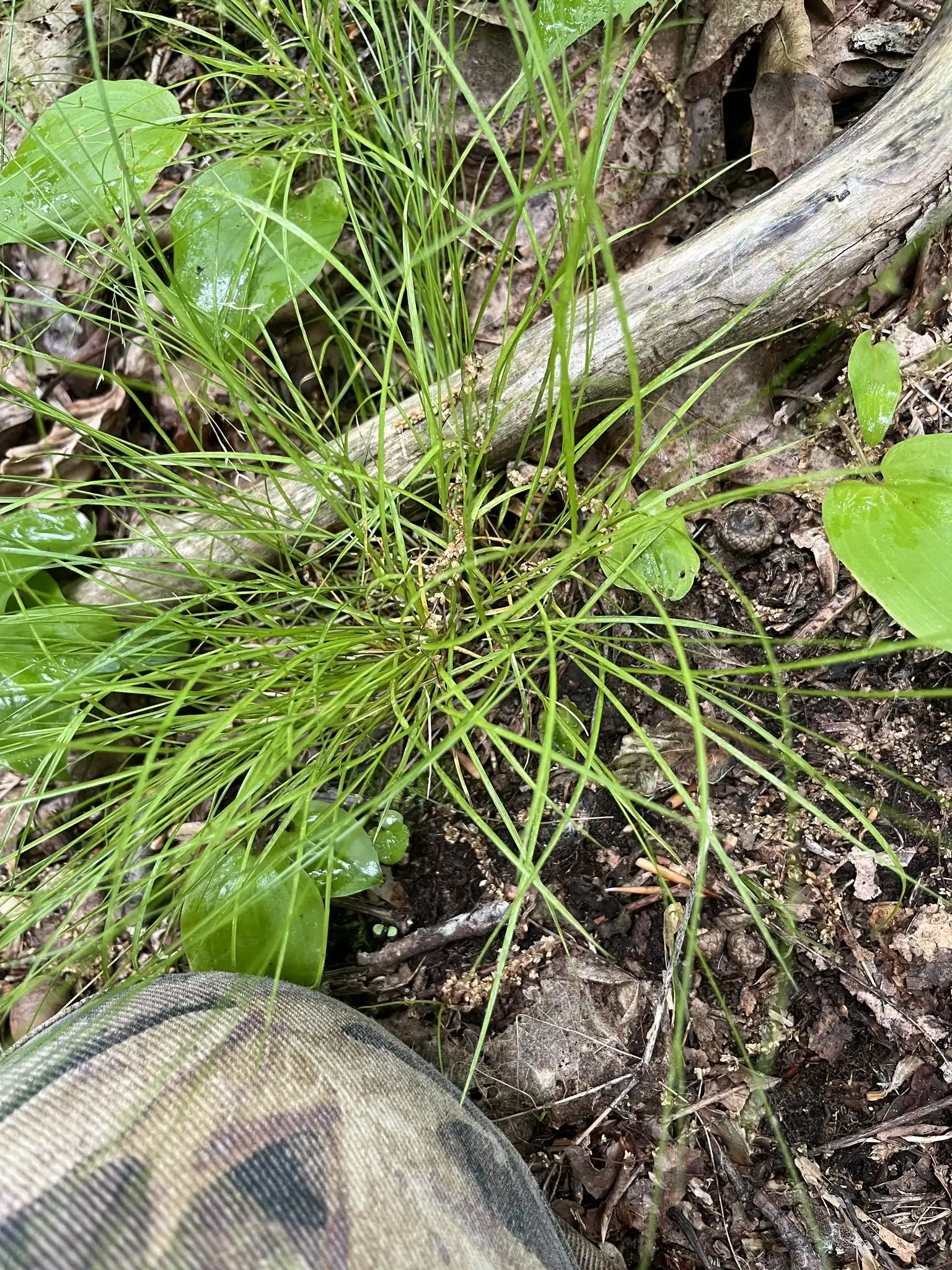 Appalachian Sedge