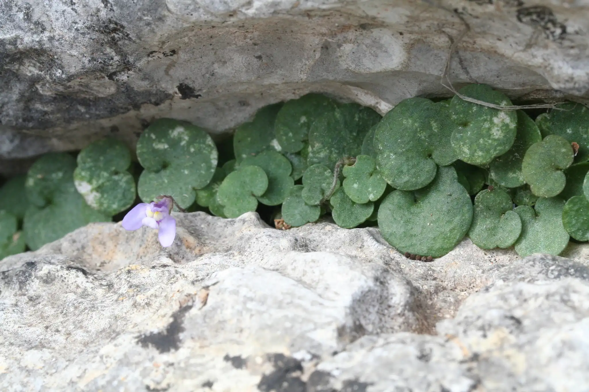Corsican Toadflax
