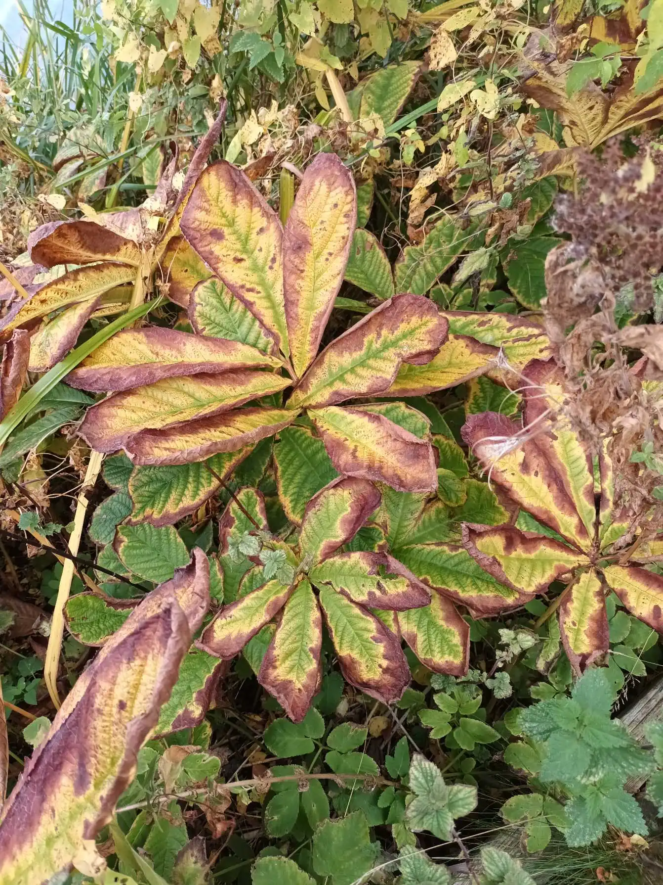 Featherleaf Rodgersia