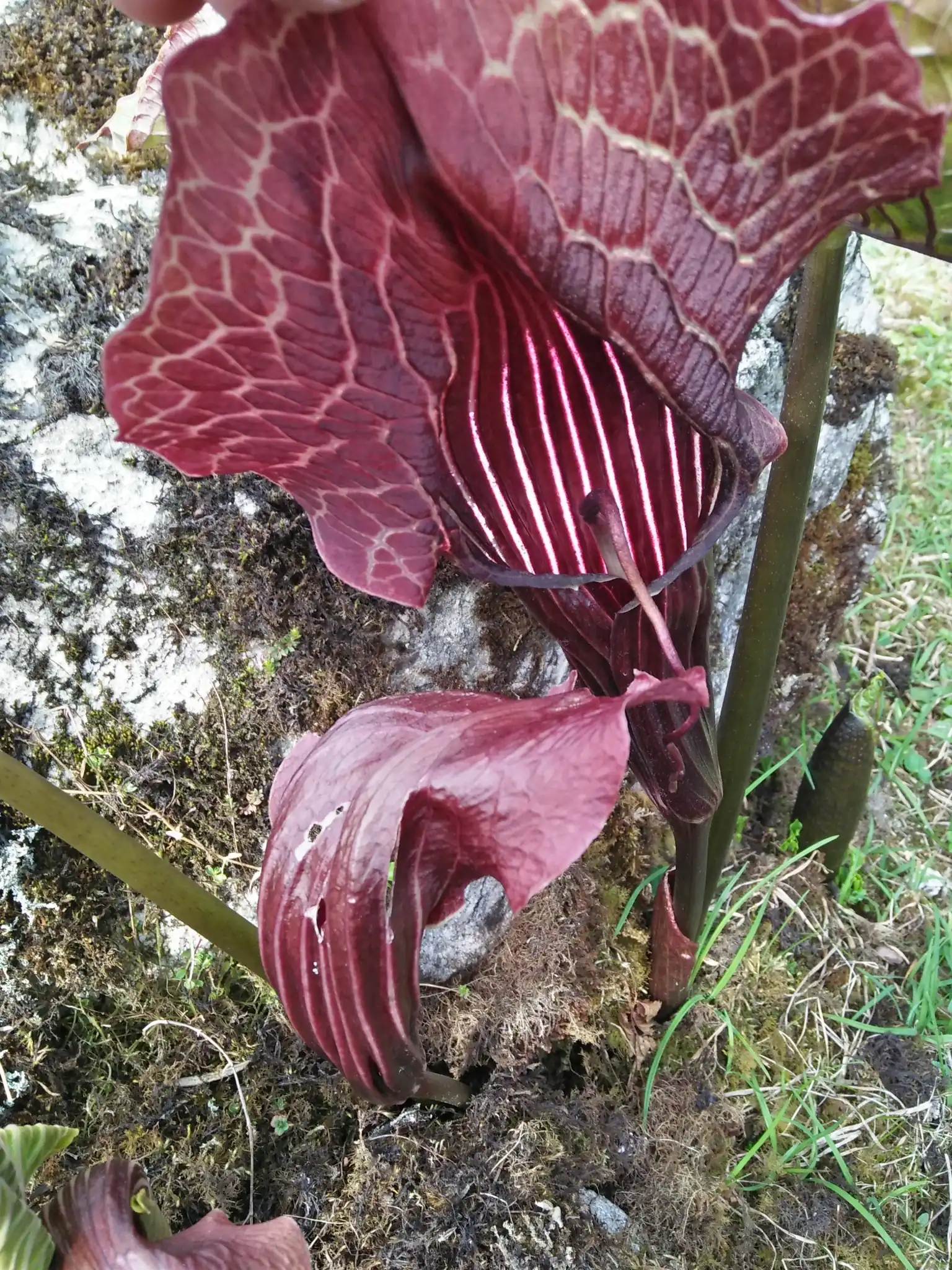 Himalayan Cobra Lily