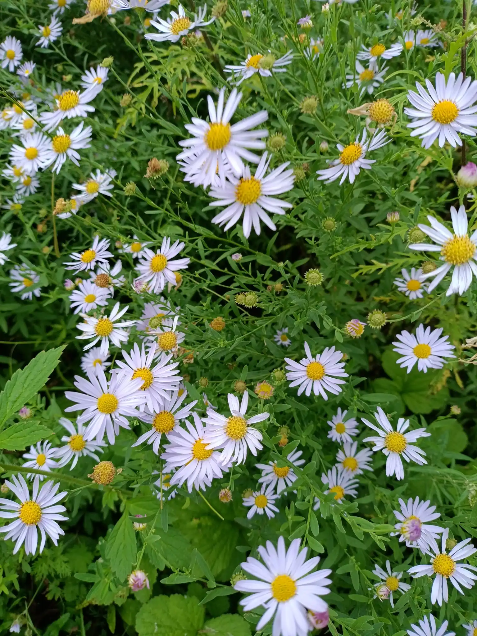 Japanese Aster