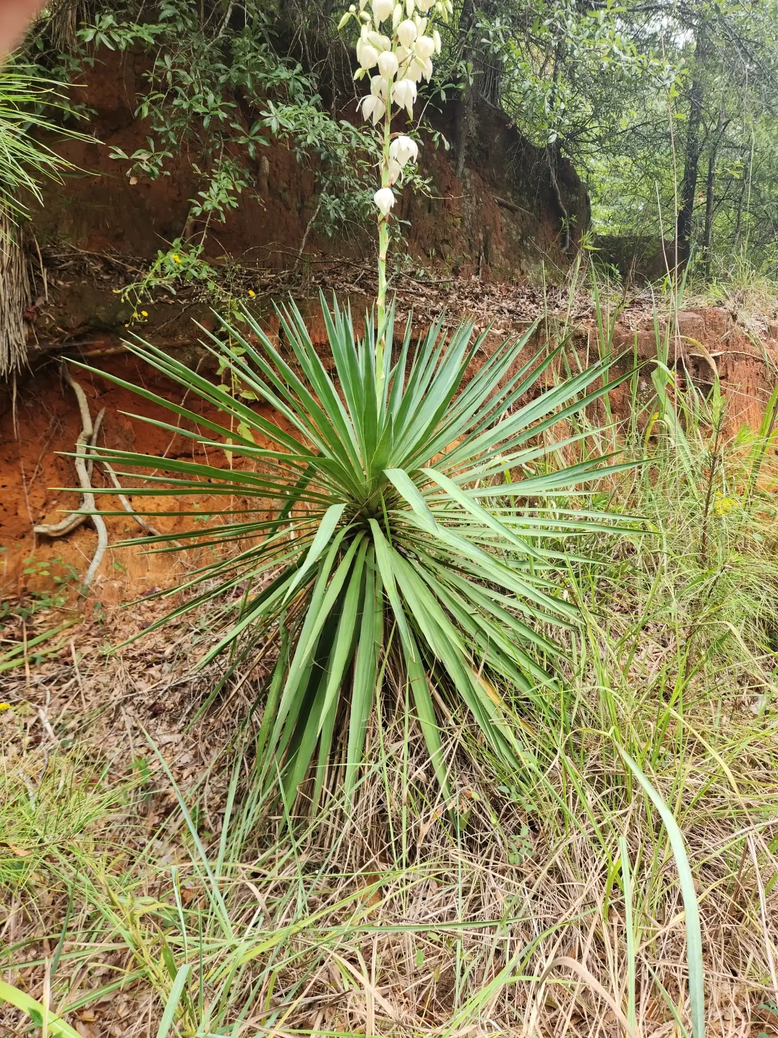 Recurvifolia Yucca
