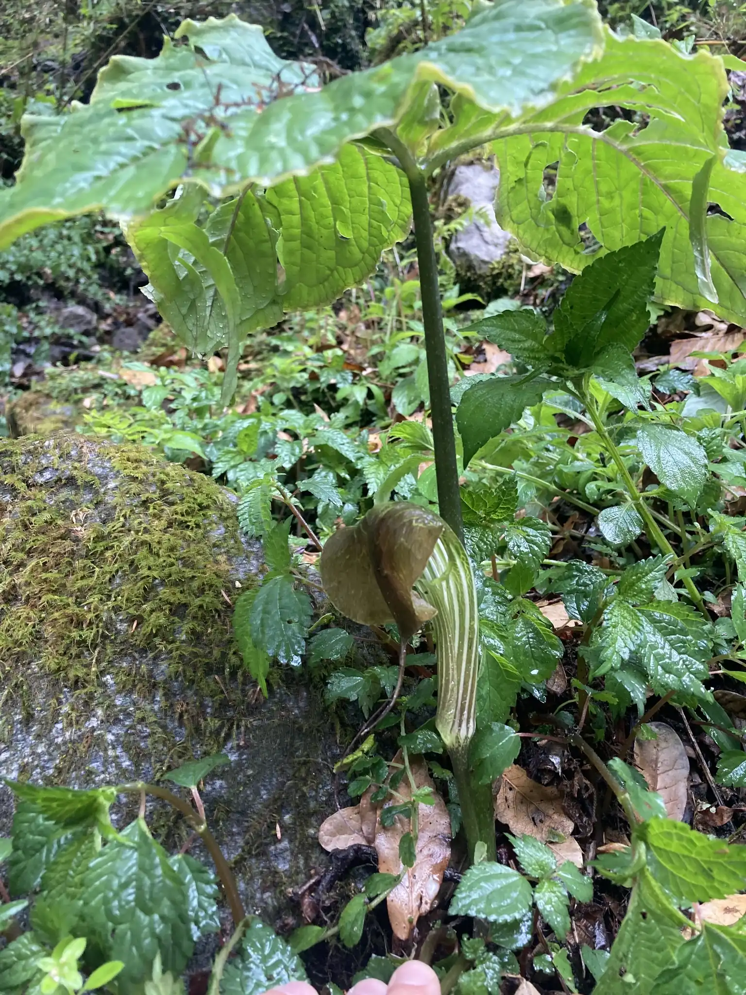 Arisaema utile Jack in the Pulpit