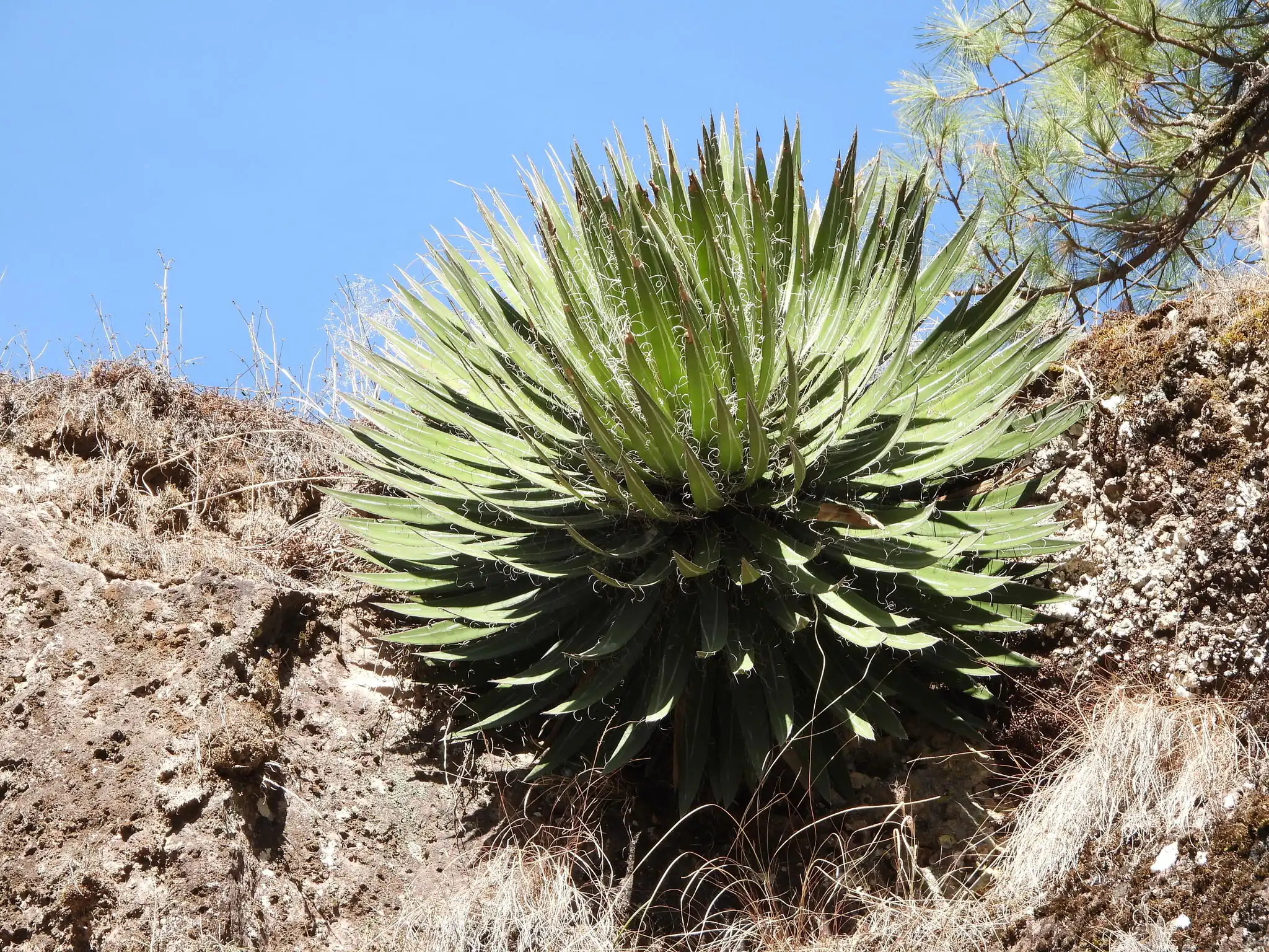 Thread-leaf Agave
