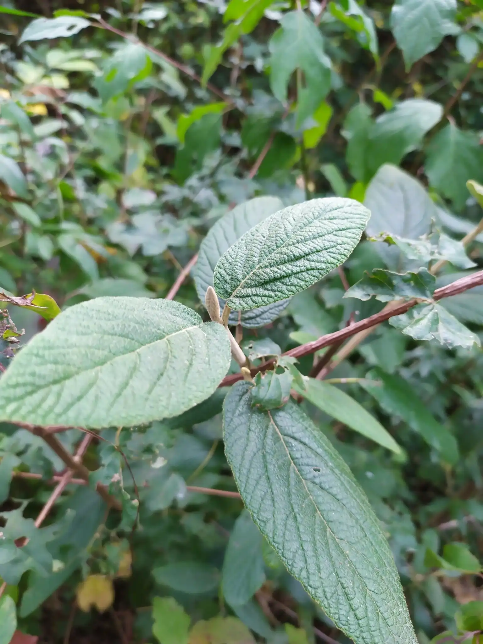 Leatherleaf Viburnum