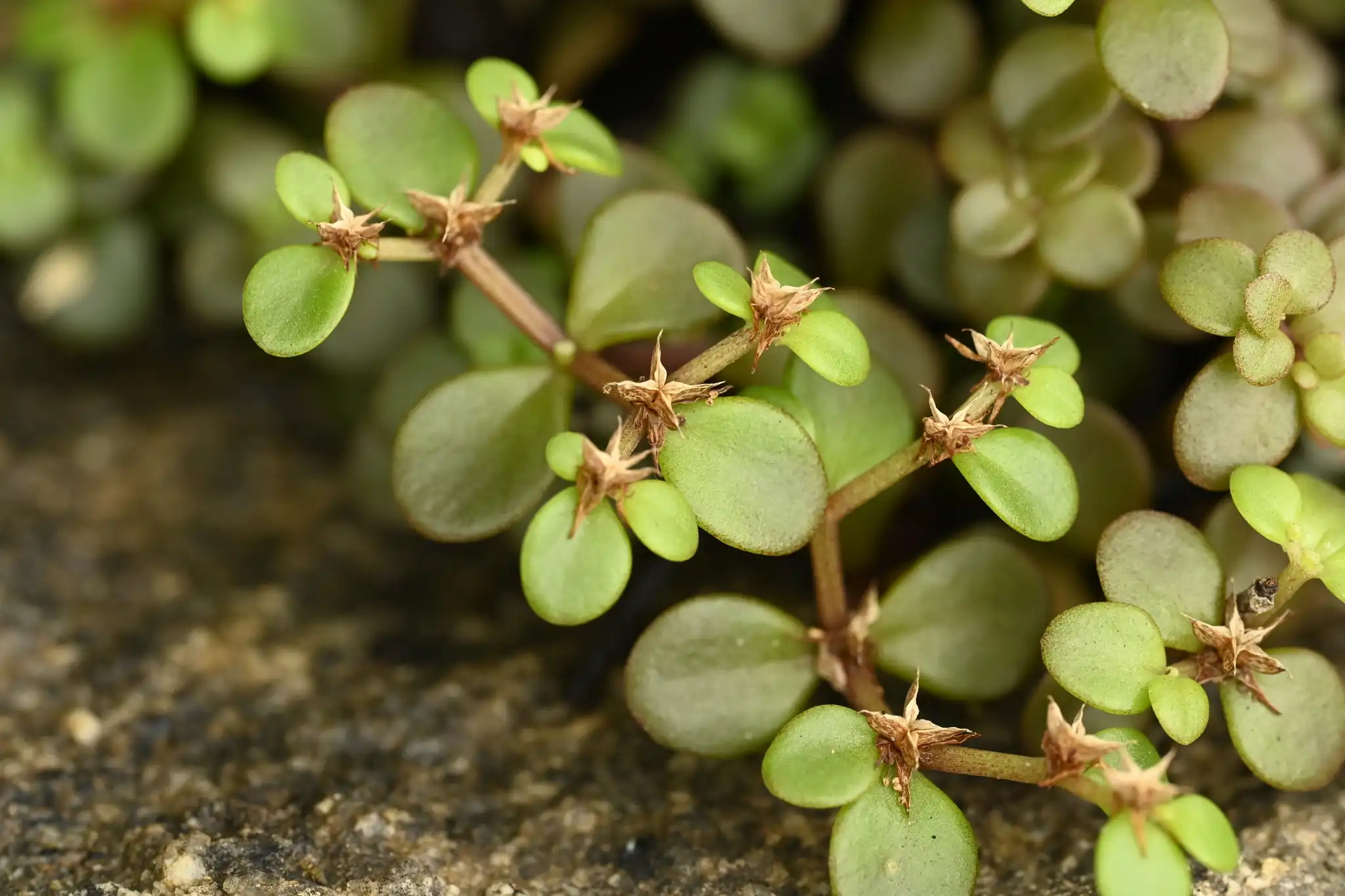 Japanese Stonecrop