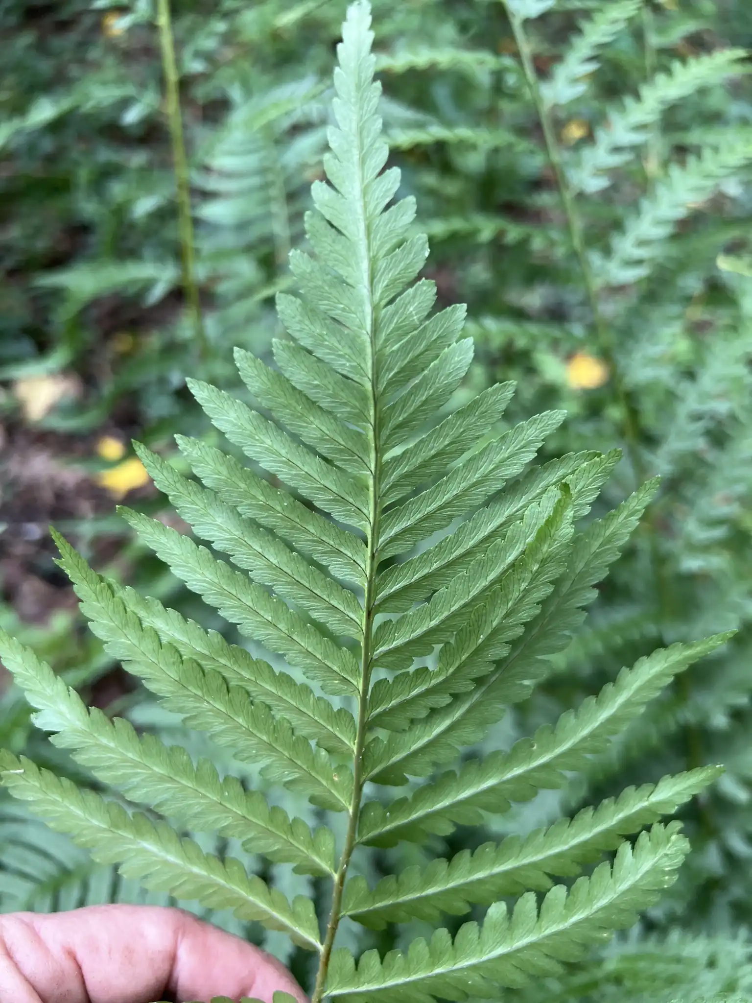 Austral Woodfern