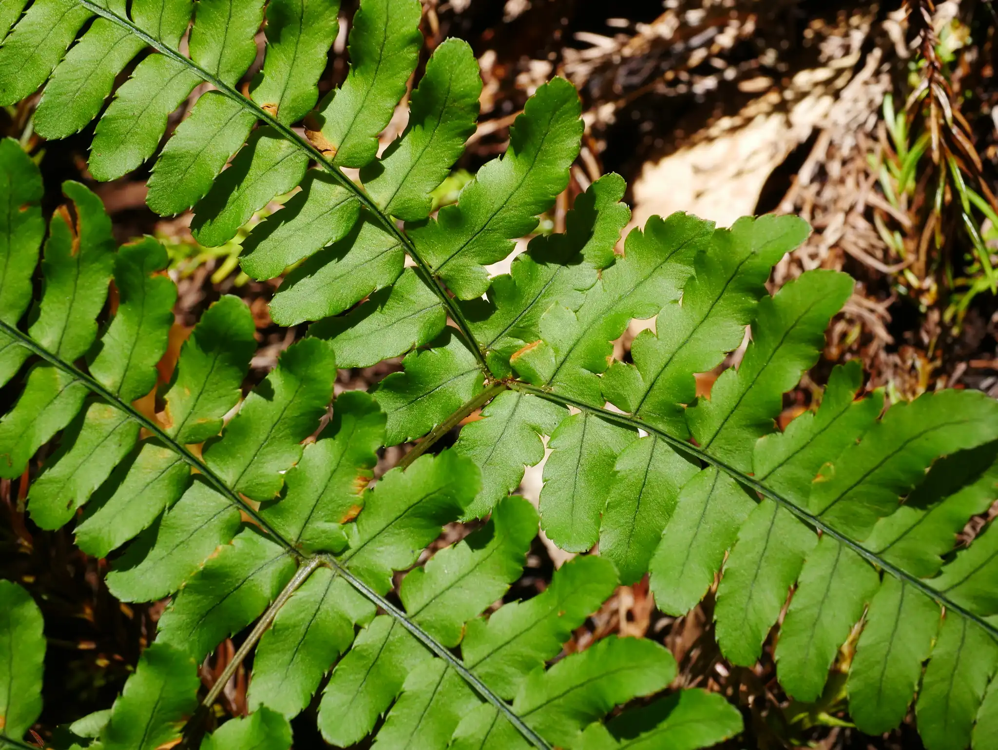 Autumn Fern