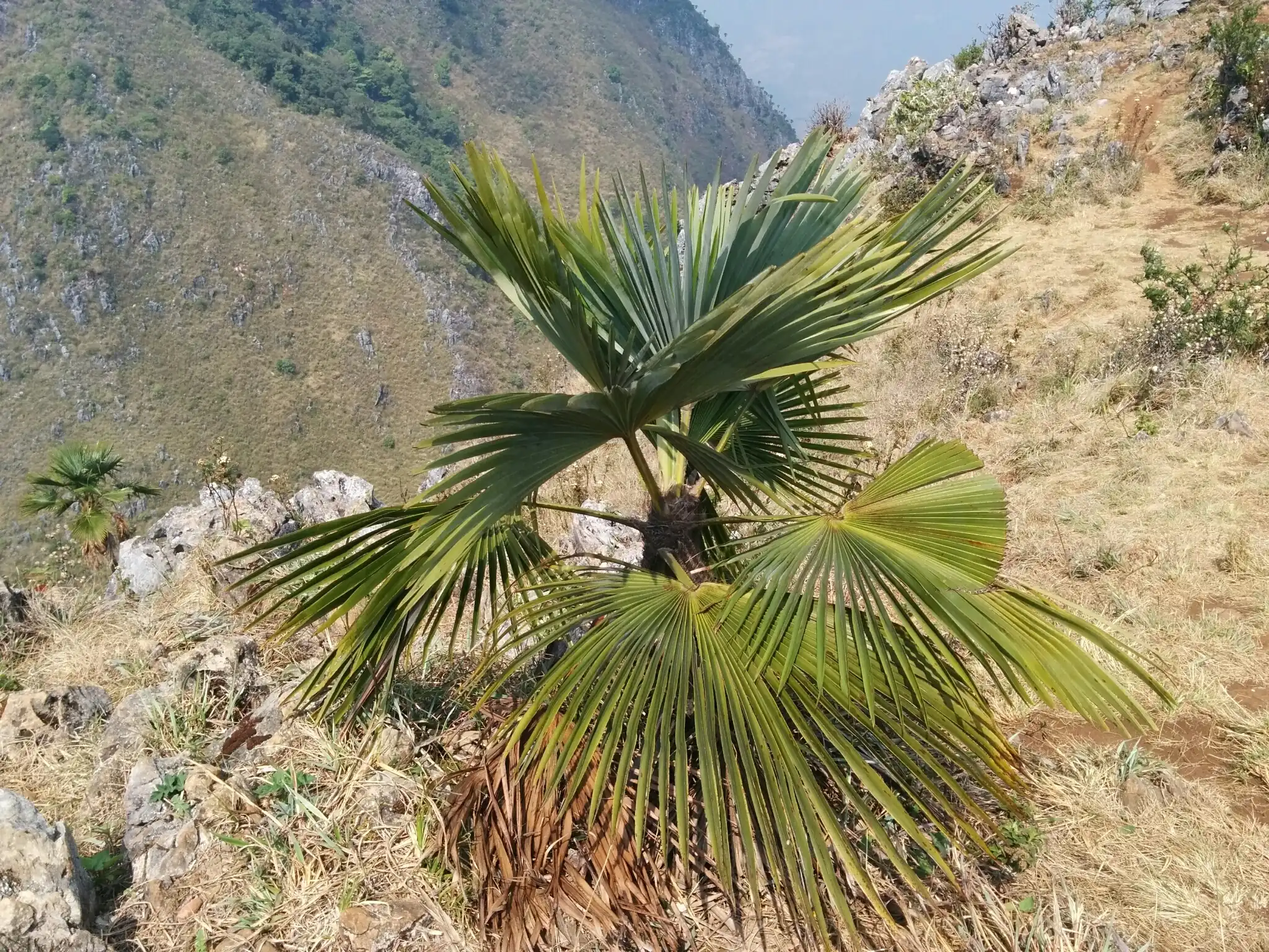 Mountain Fan Palm
