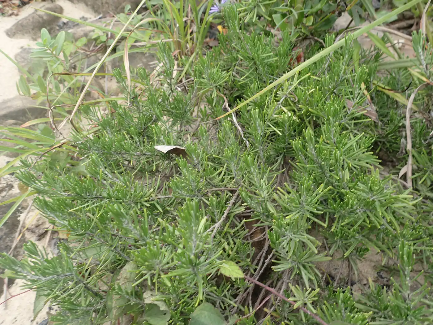 Cumberland Rosemary
