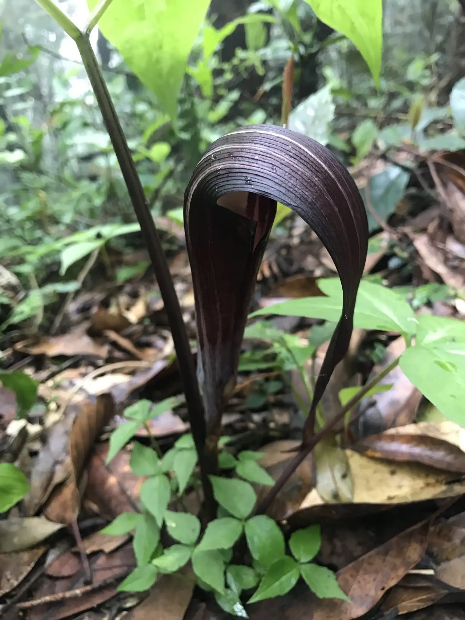 Japanese Cobra Lily