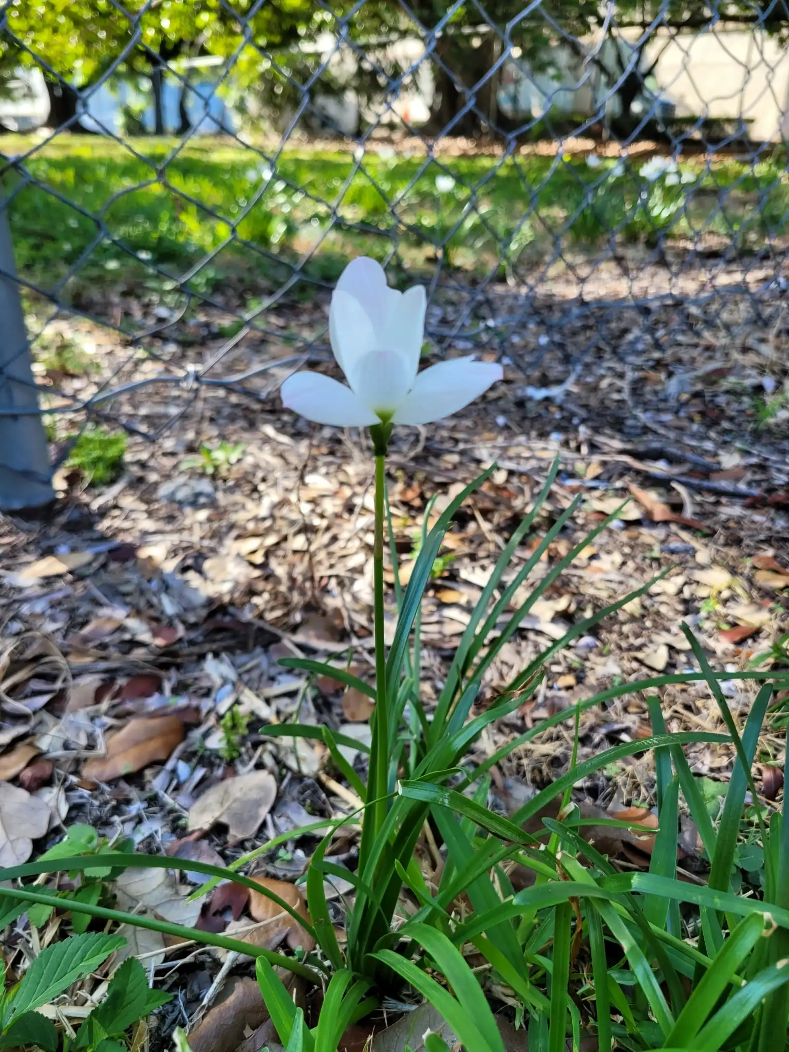 Cuban Zephyr Lily