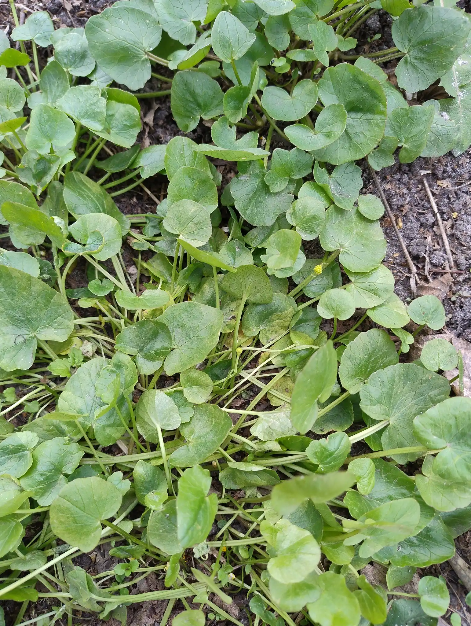 Lesser Celandine