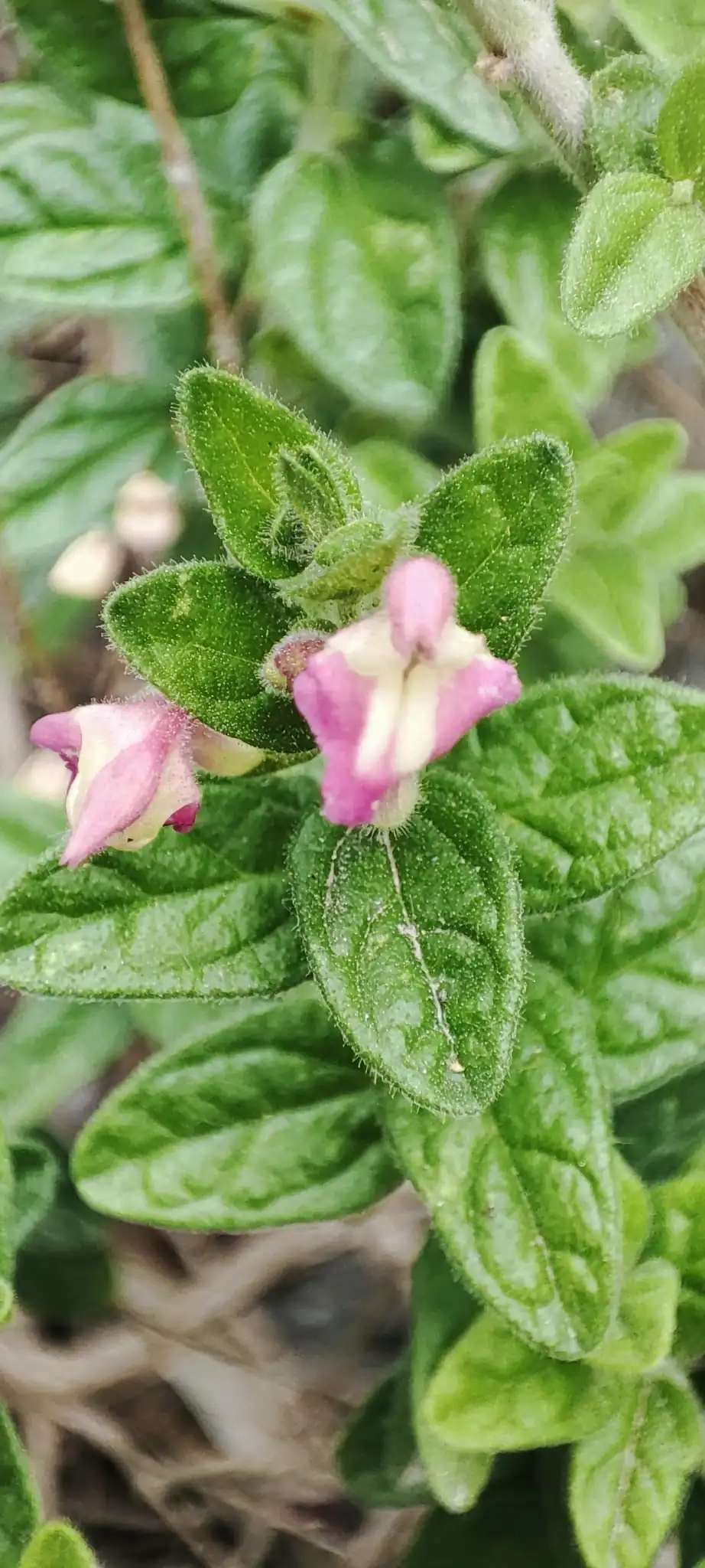 Pink Skullcap