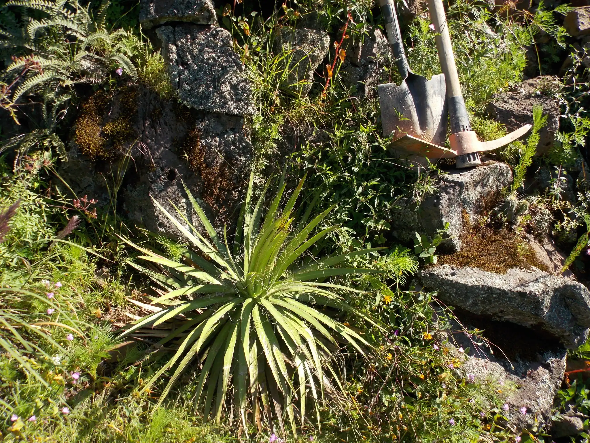 Chahuiqui