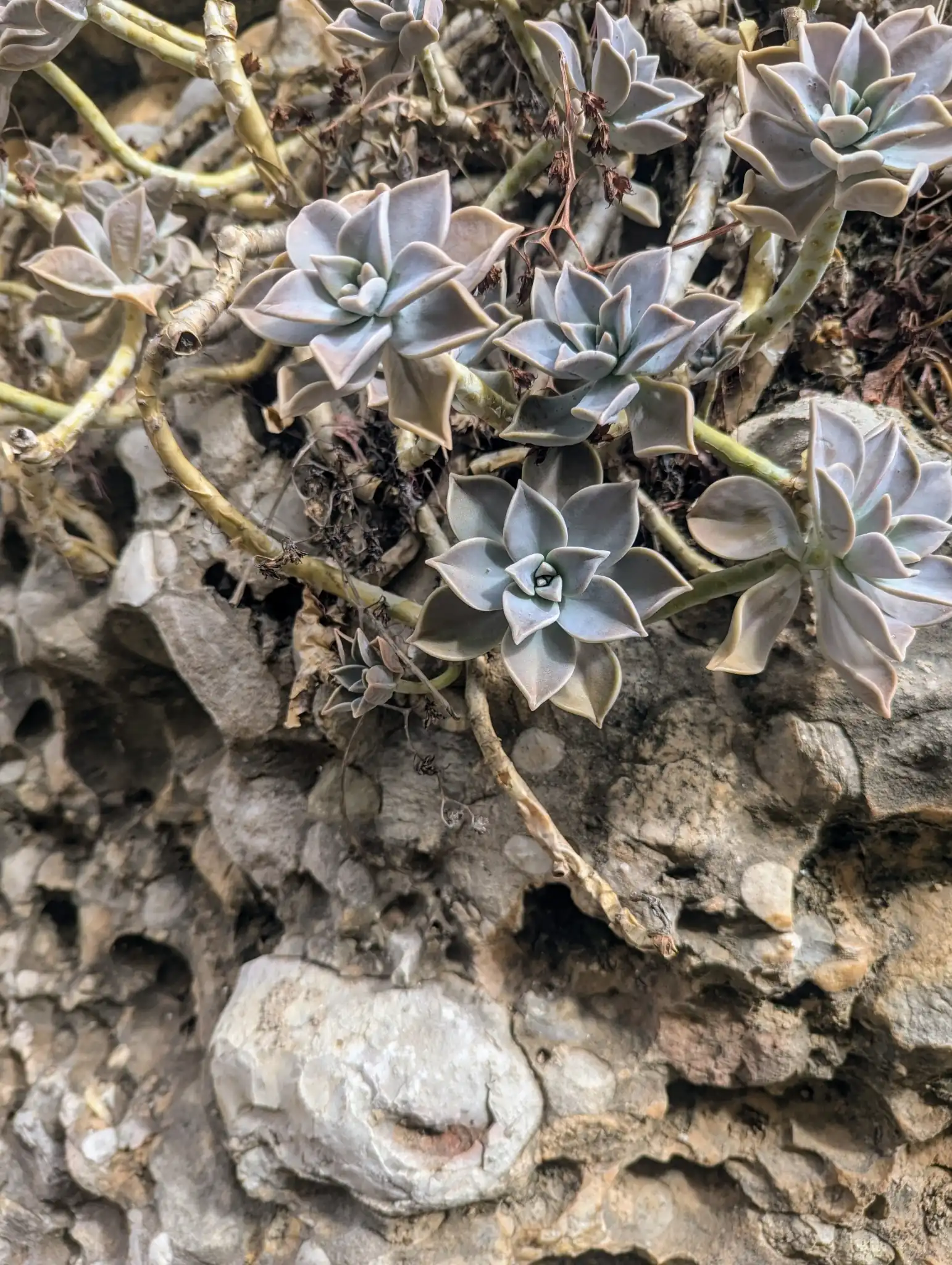 Ghost Plant