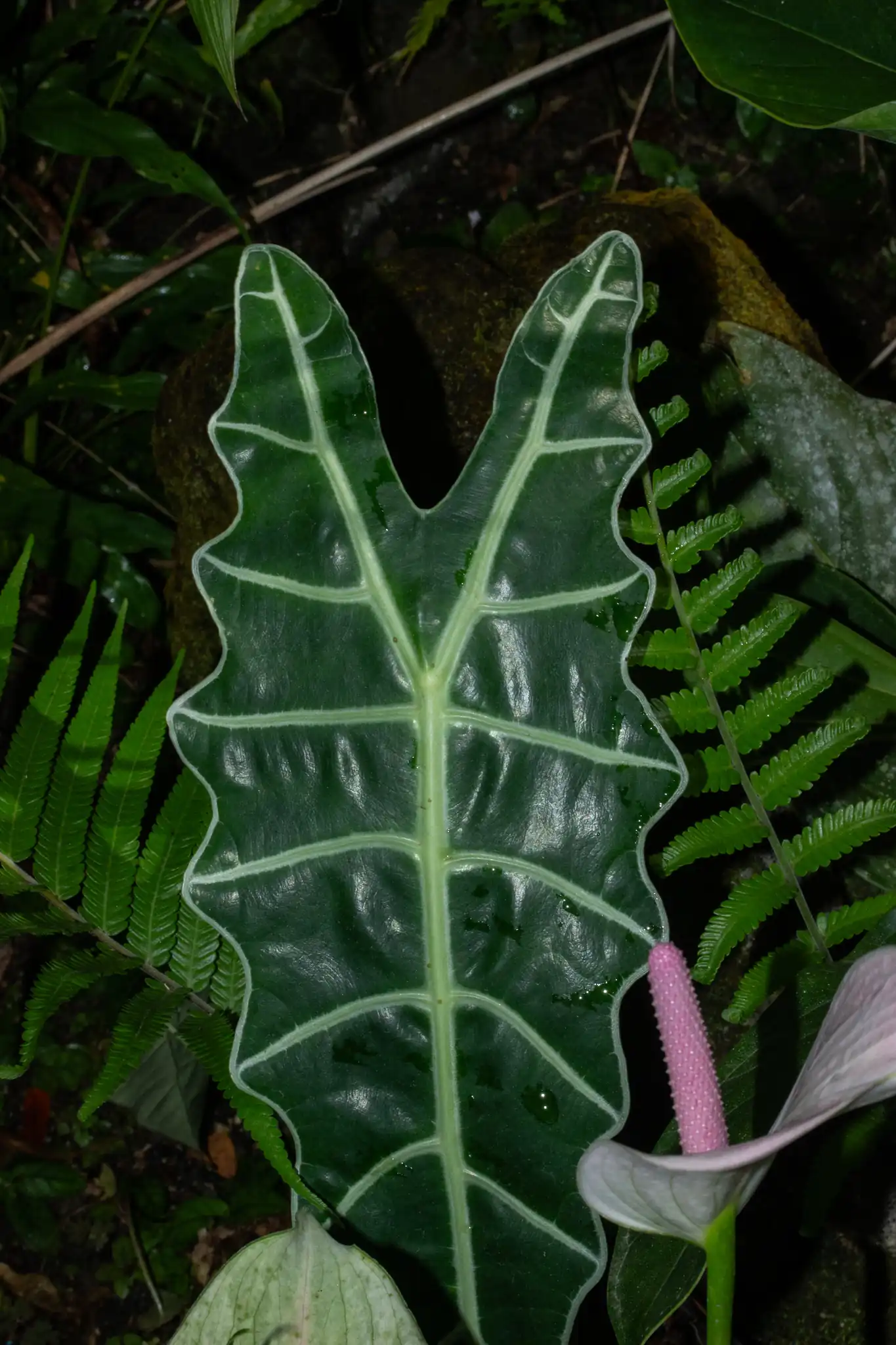 African Mask Plant