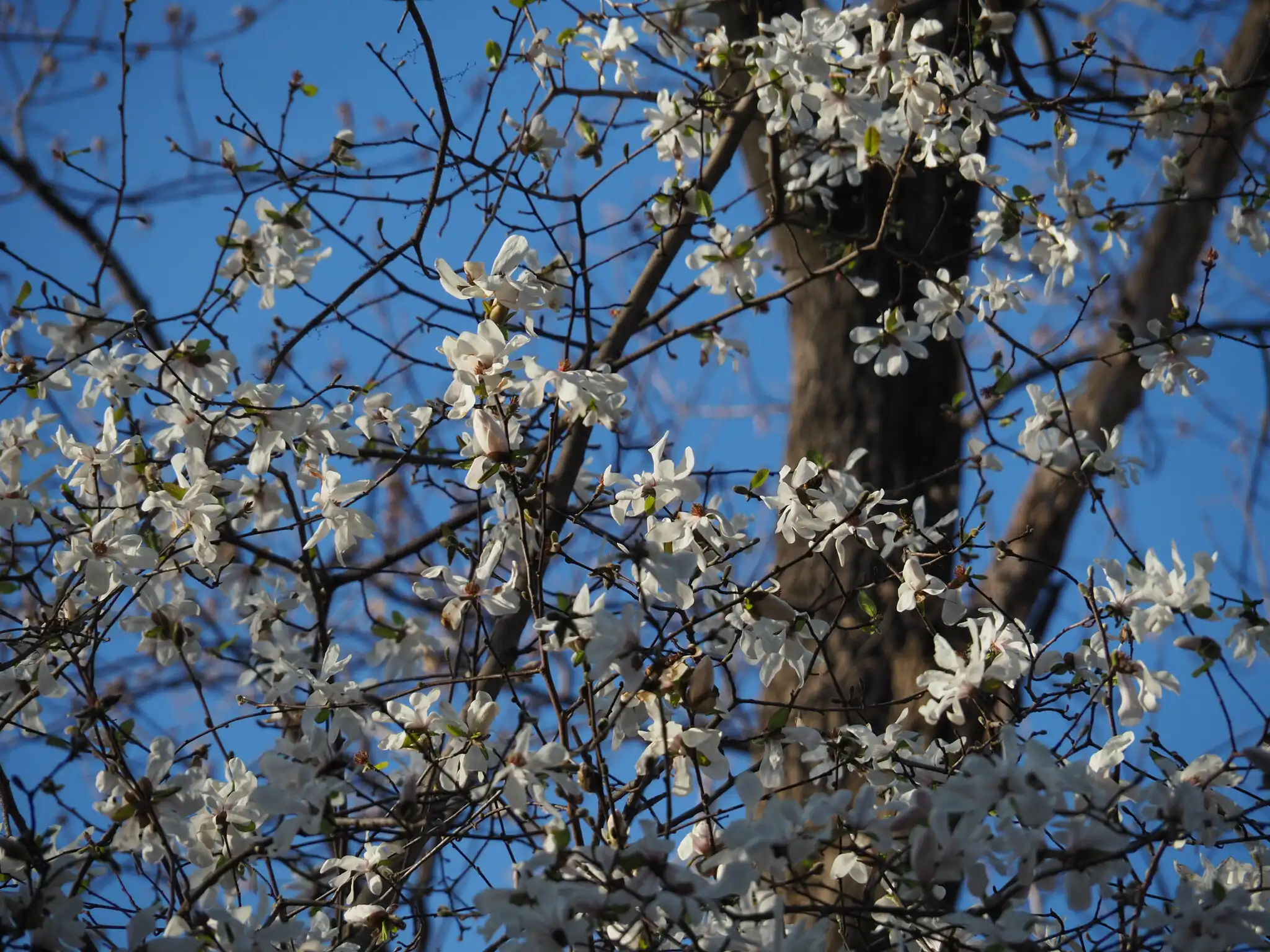 Loebner Magnolia