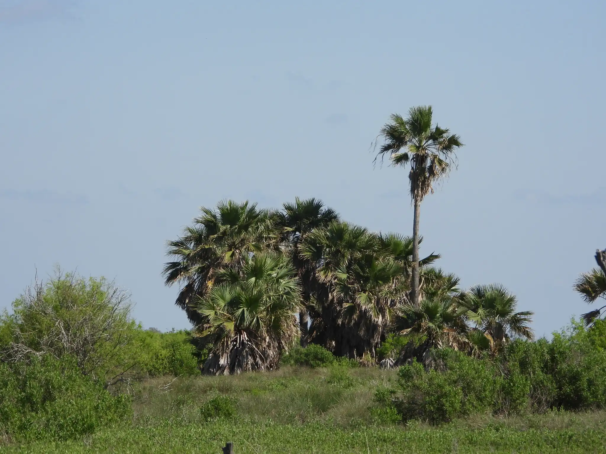 Washingtonia x filibusta