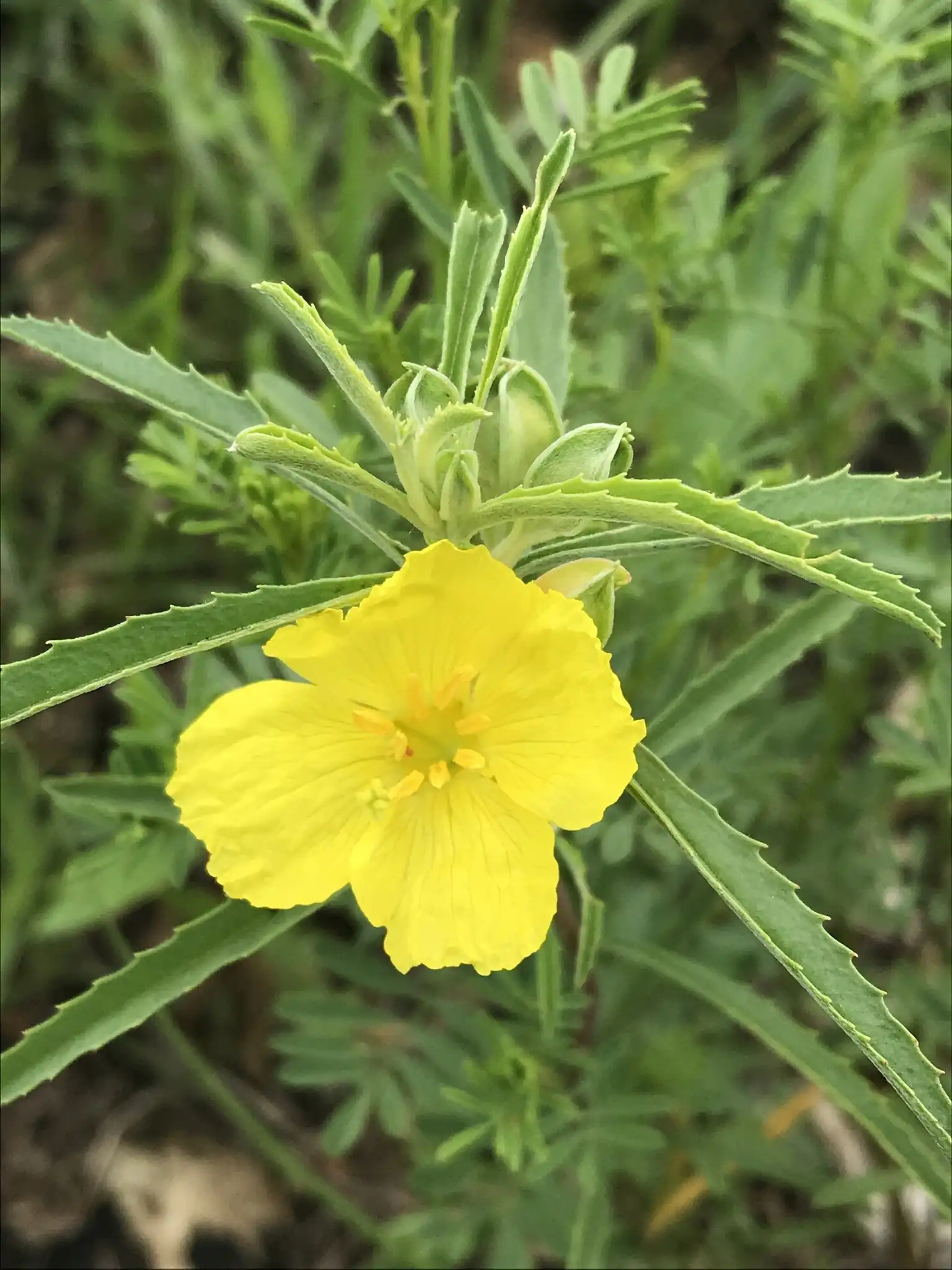 Plains Yellow Primrose