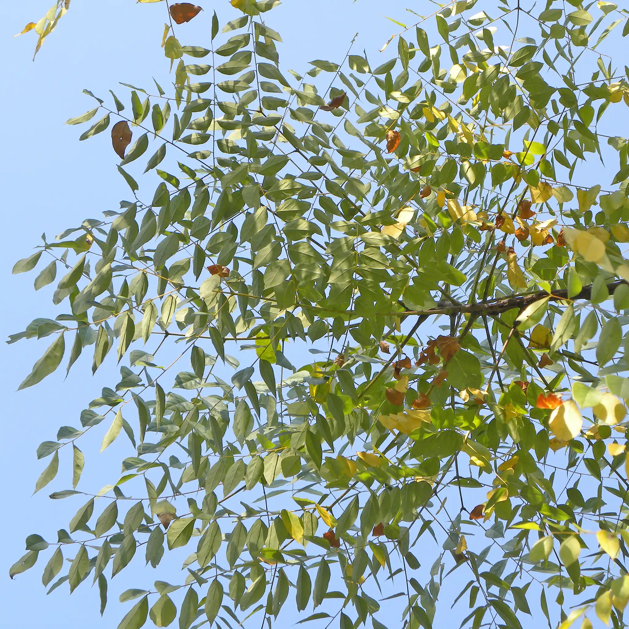 Kentucky Coffeetree