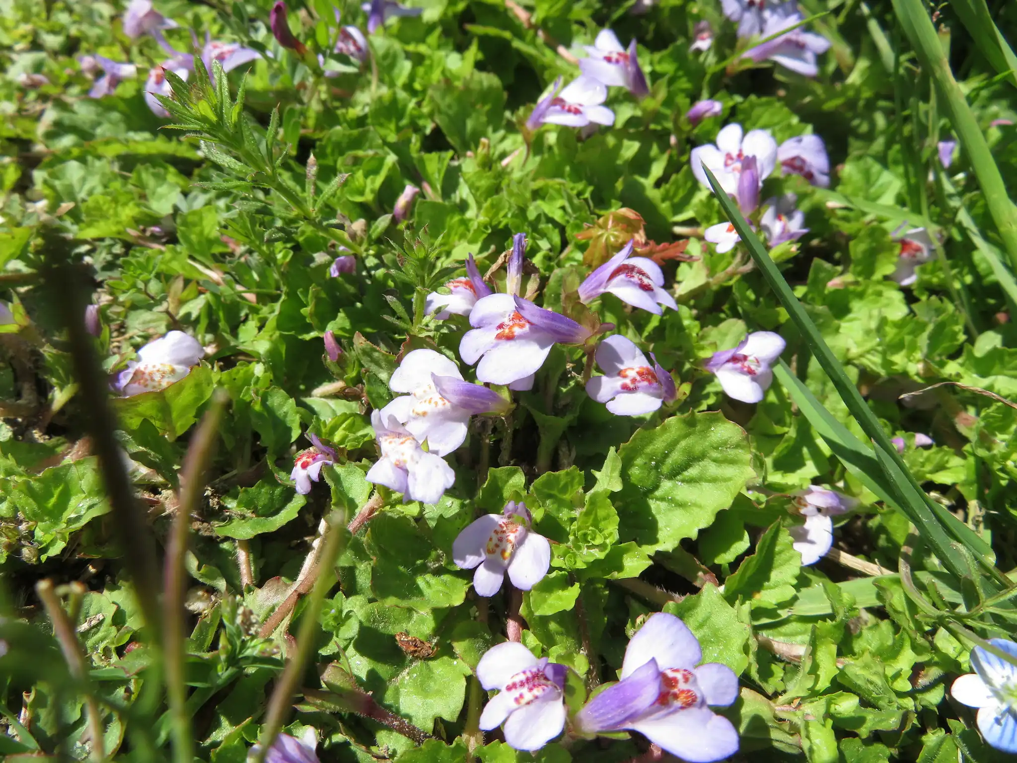 Creeping Mazus