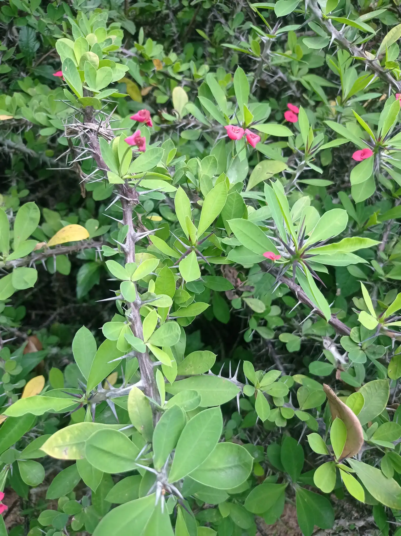 Crown Of Thorns