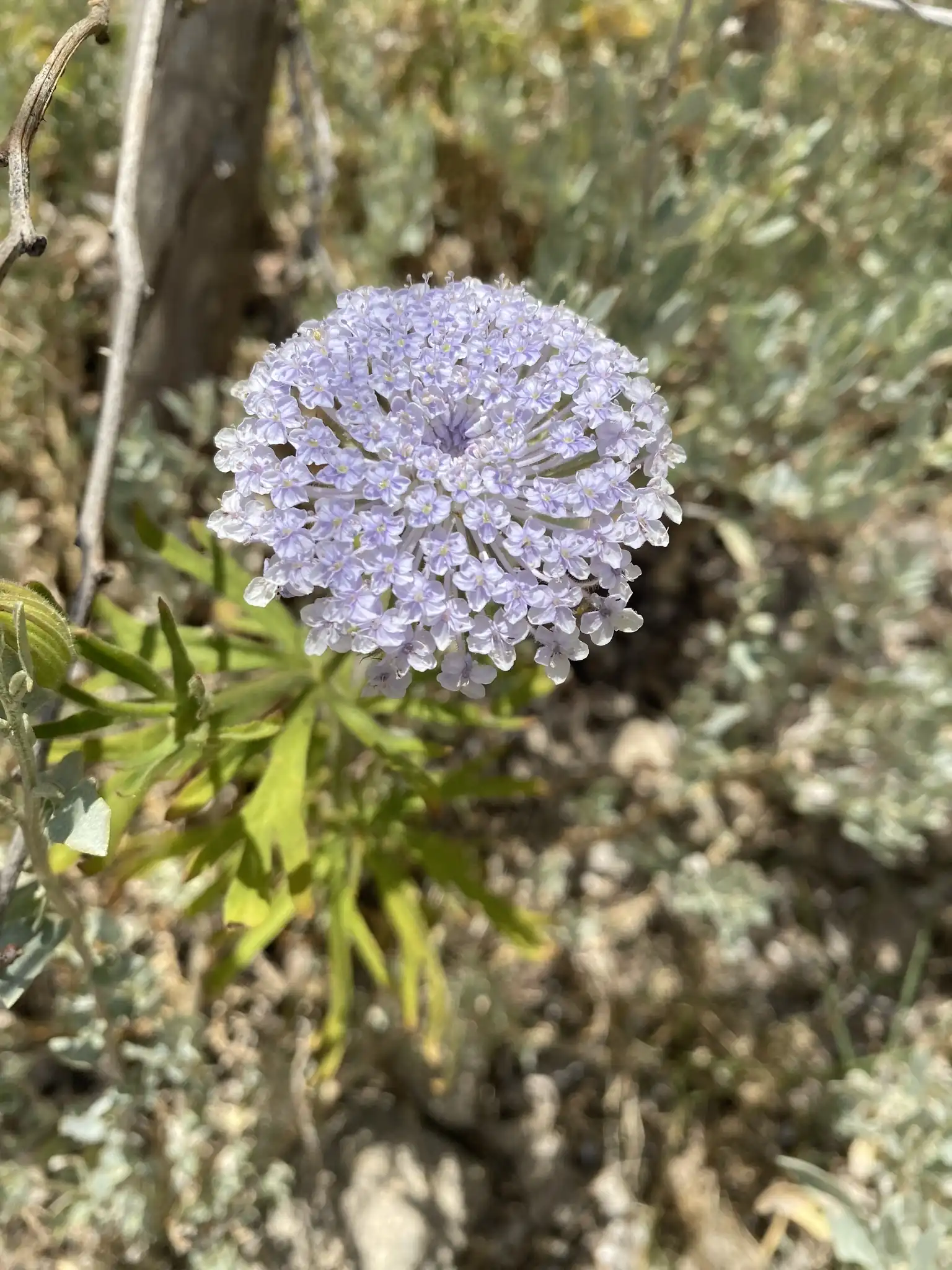 Blue Lace Flower