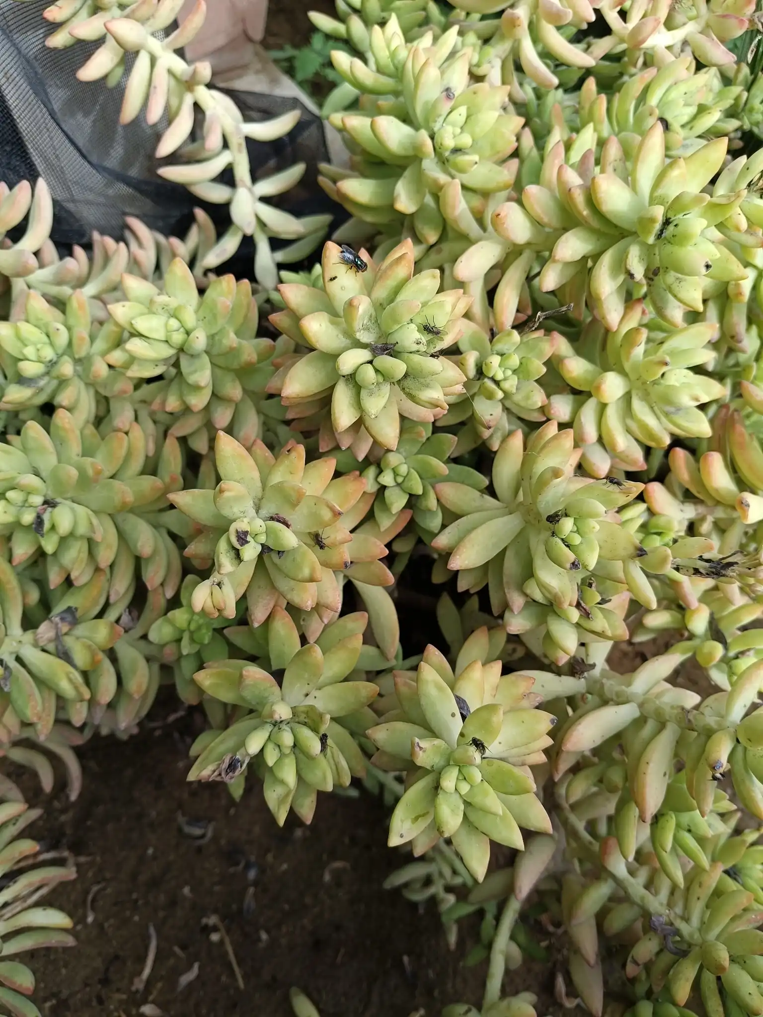 Golden Sedum