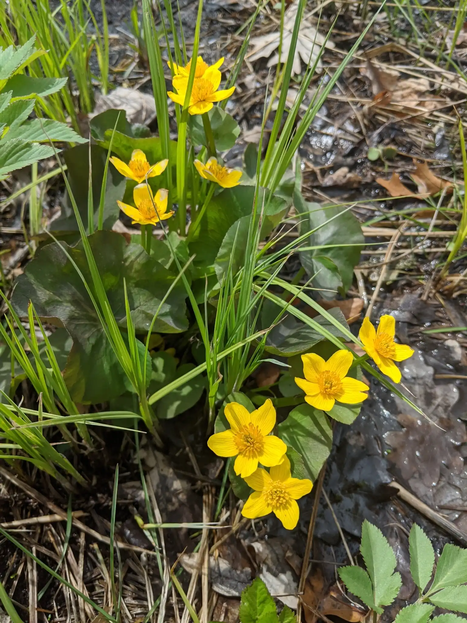 Marsh Marigold