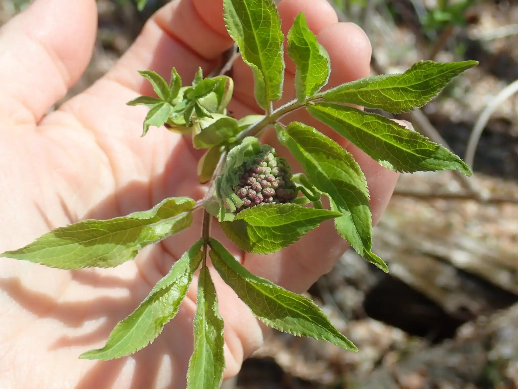 Elderberry