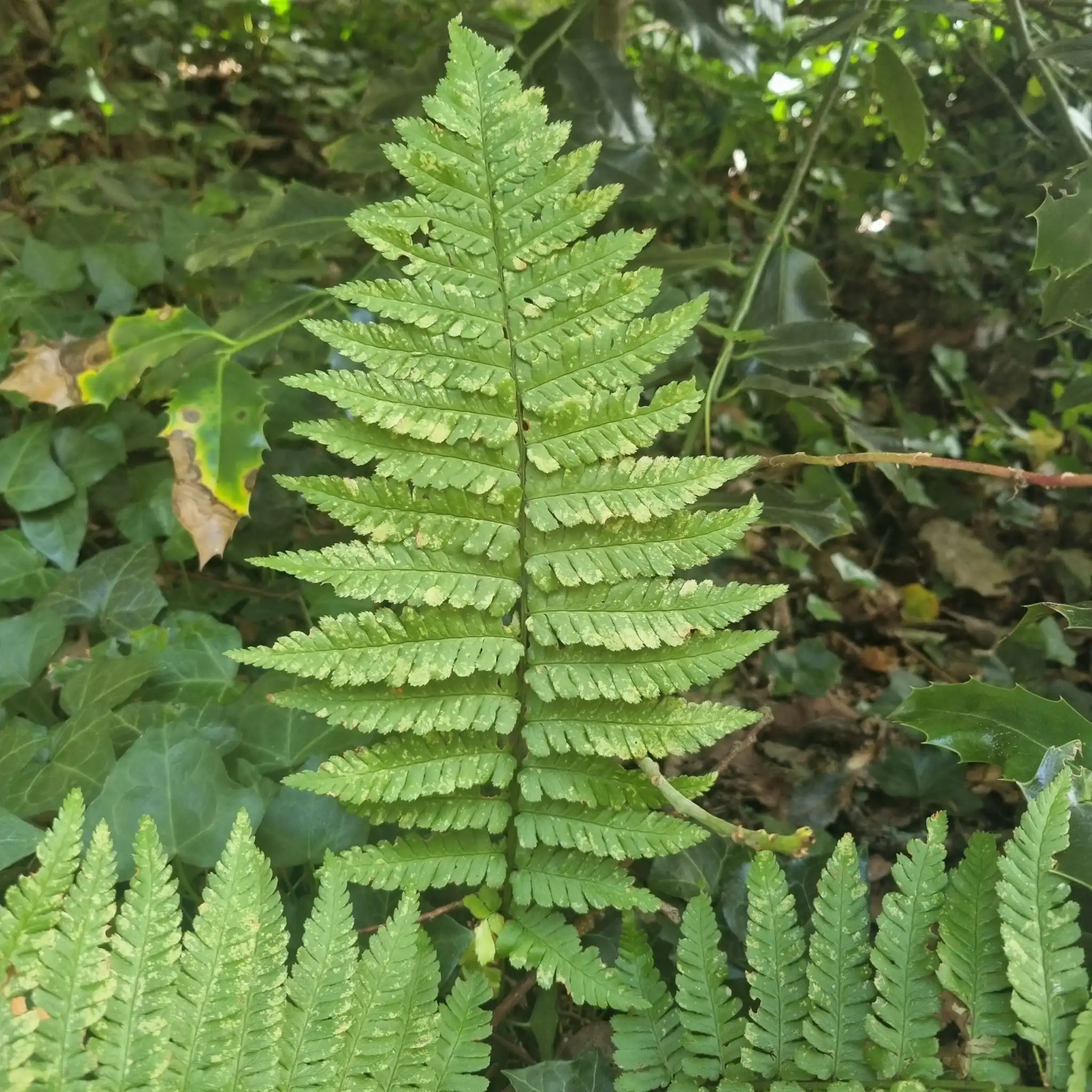 Male Fern