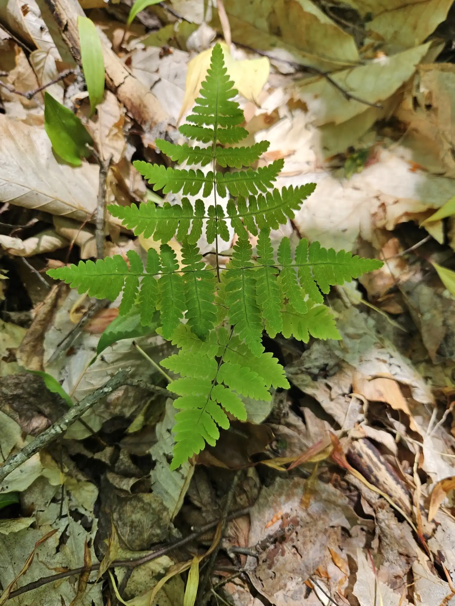 Oak Fern