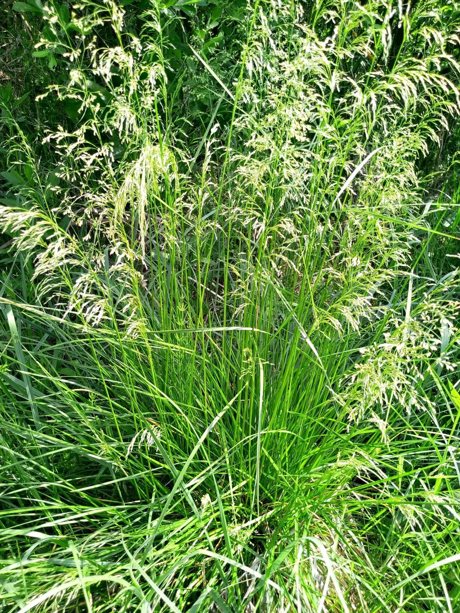 Tufted Hairgrass