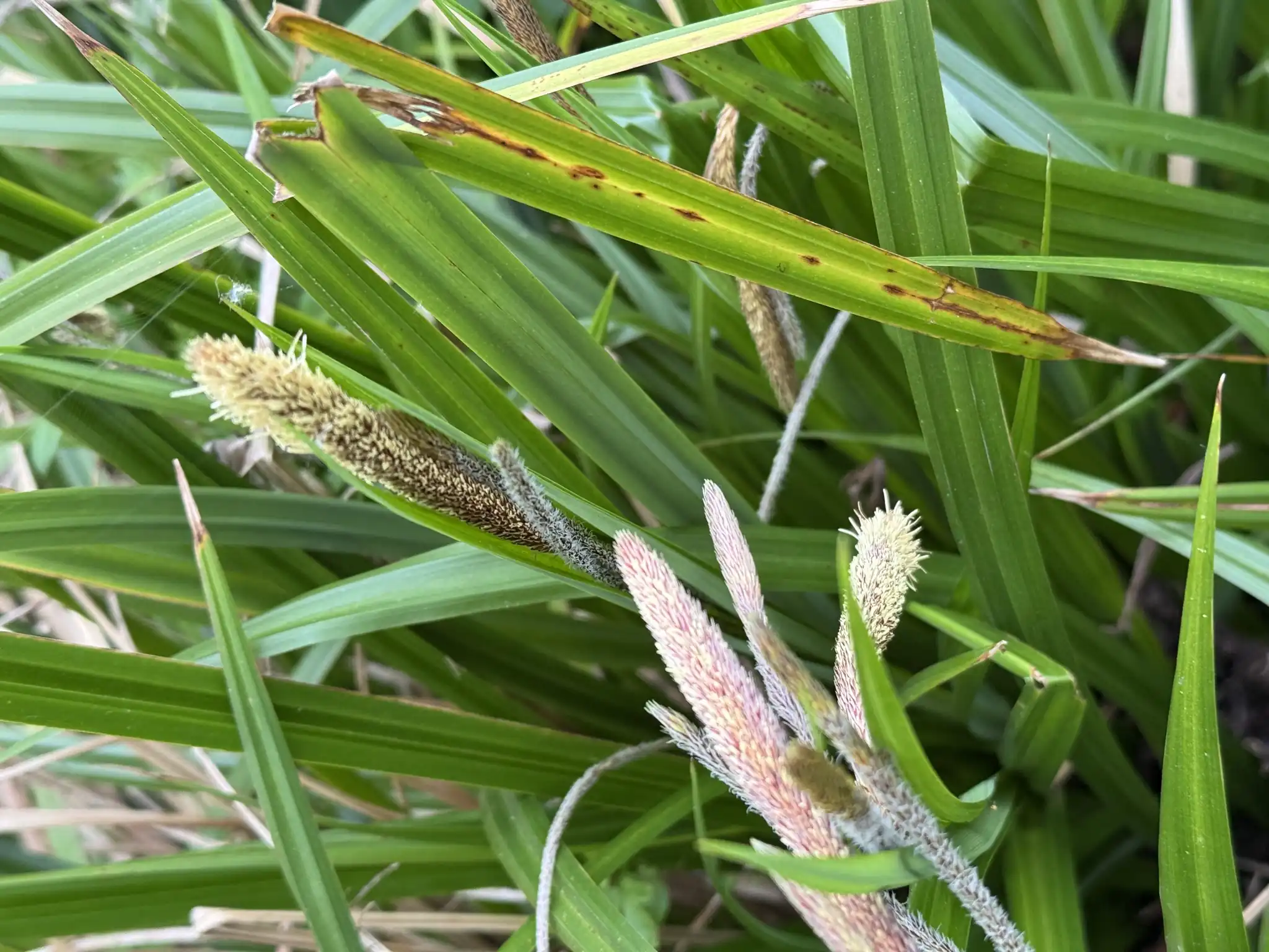 Pendulous Sedge