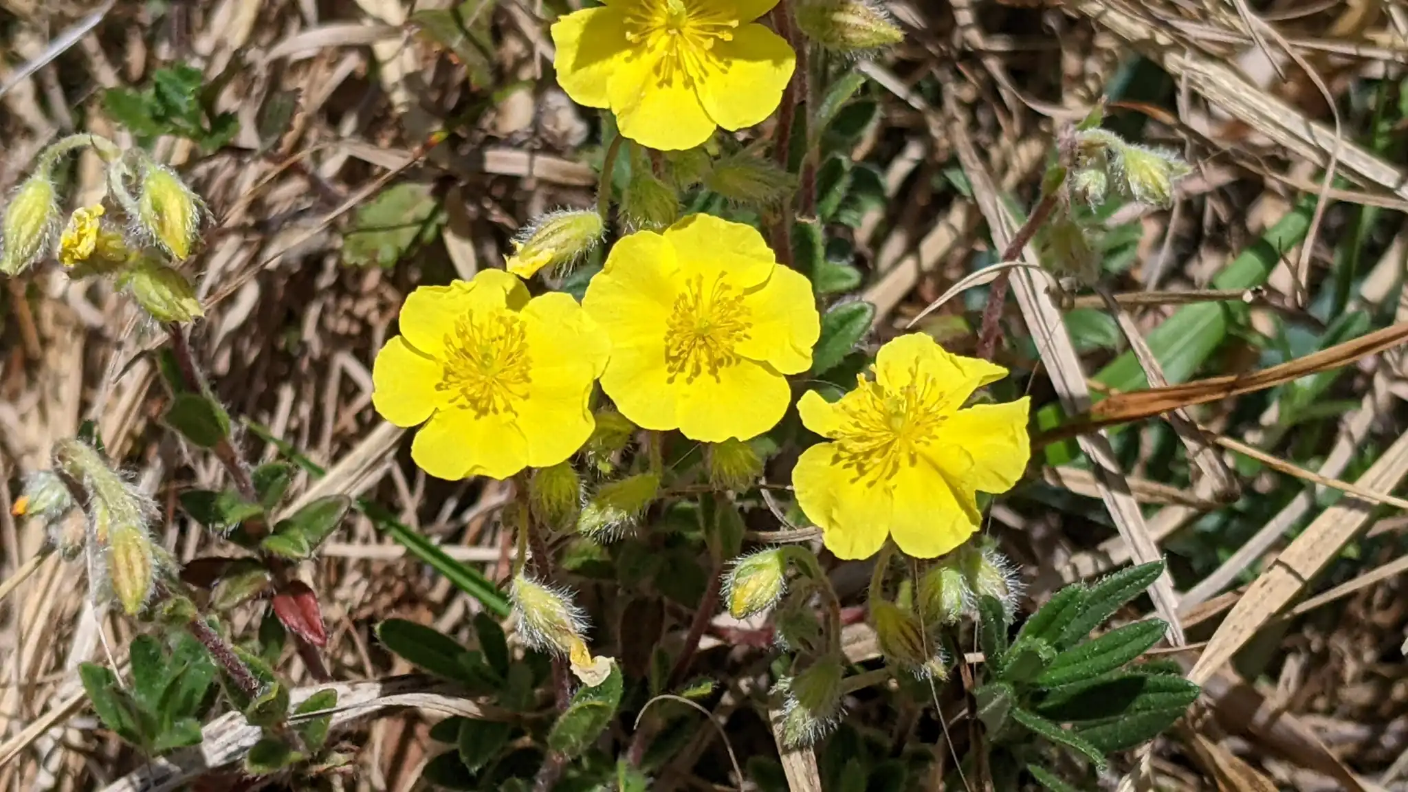 Sunrose