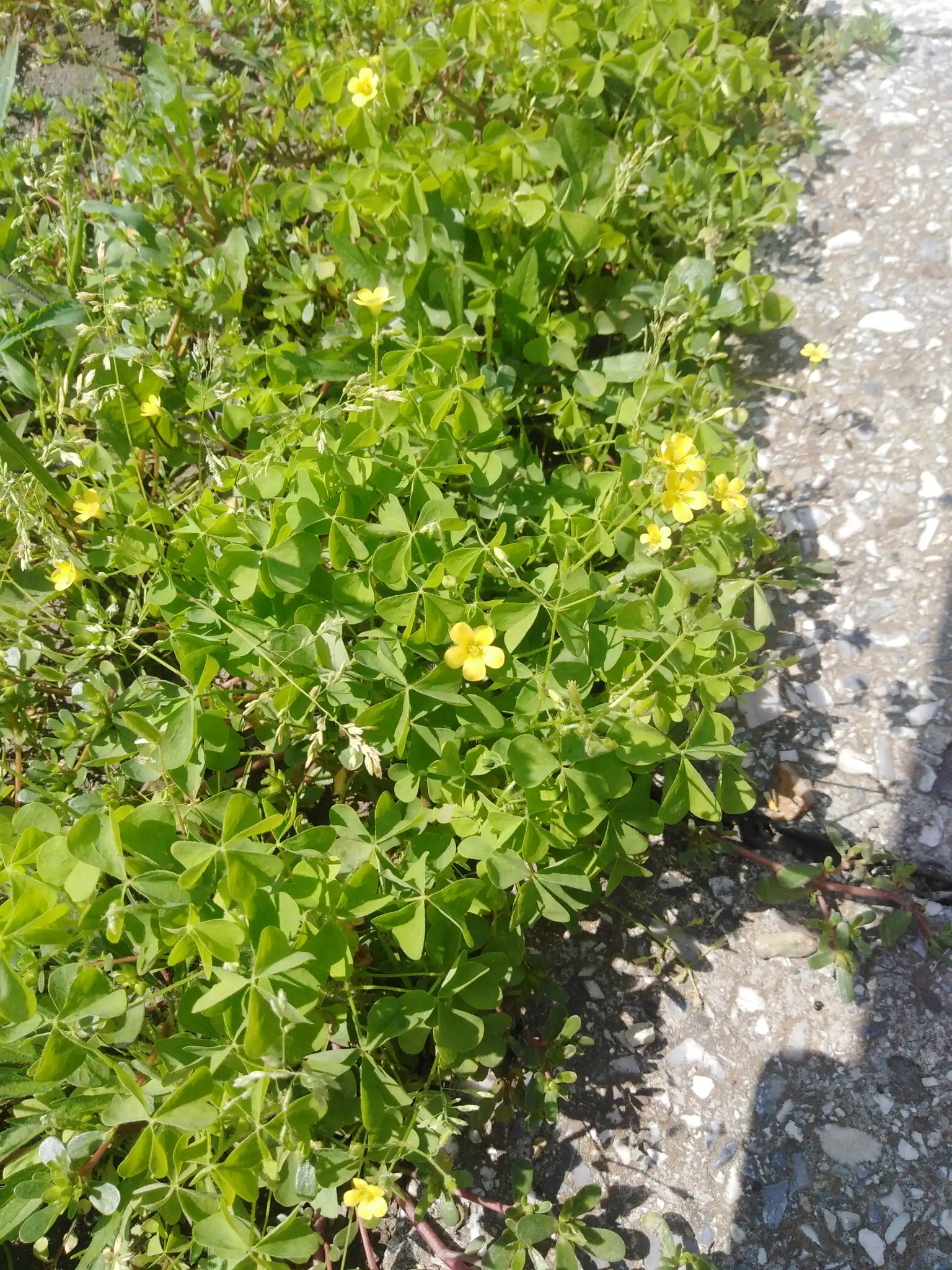 Yellow Woodsorrel