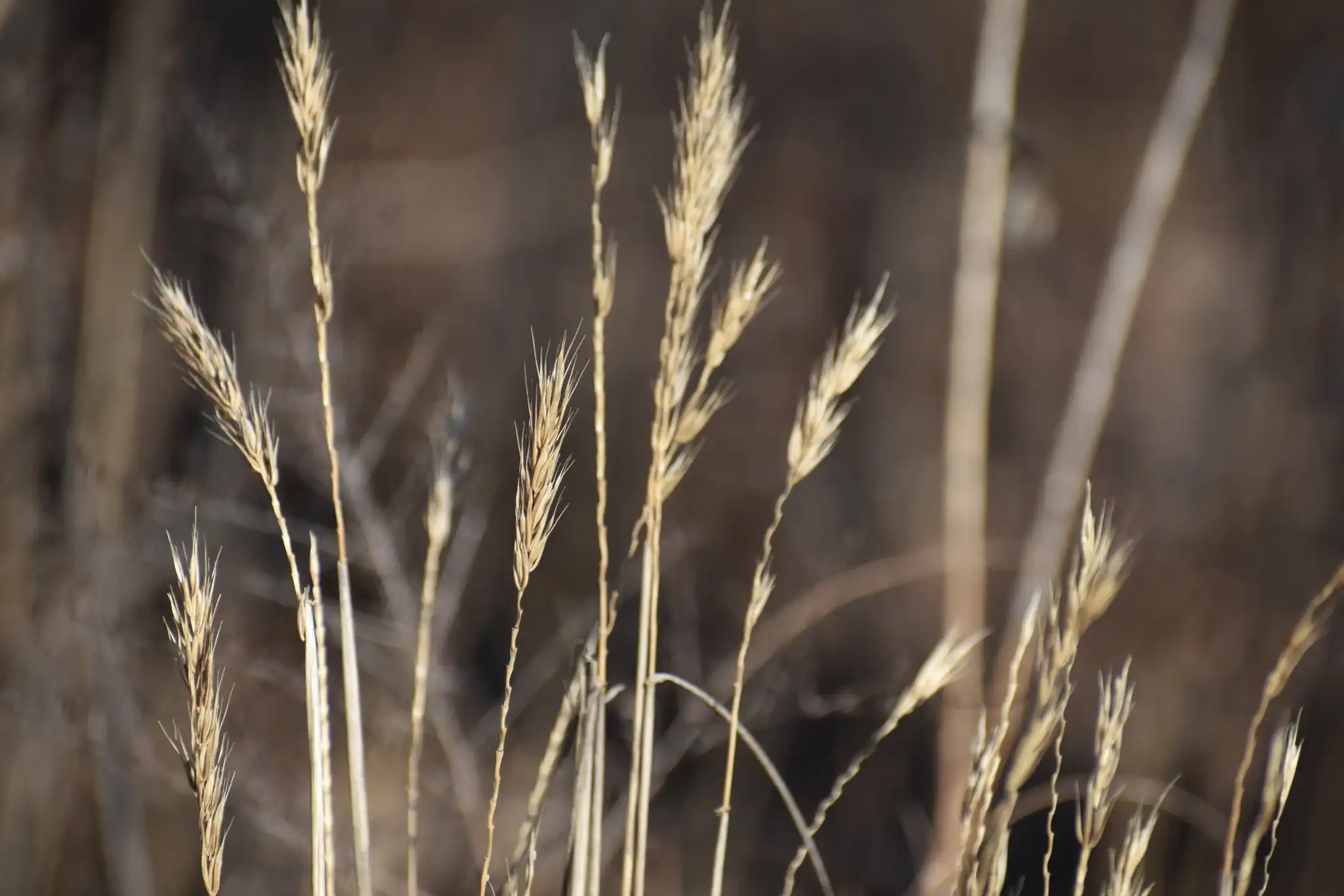 Virginia Wild Rye