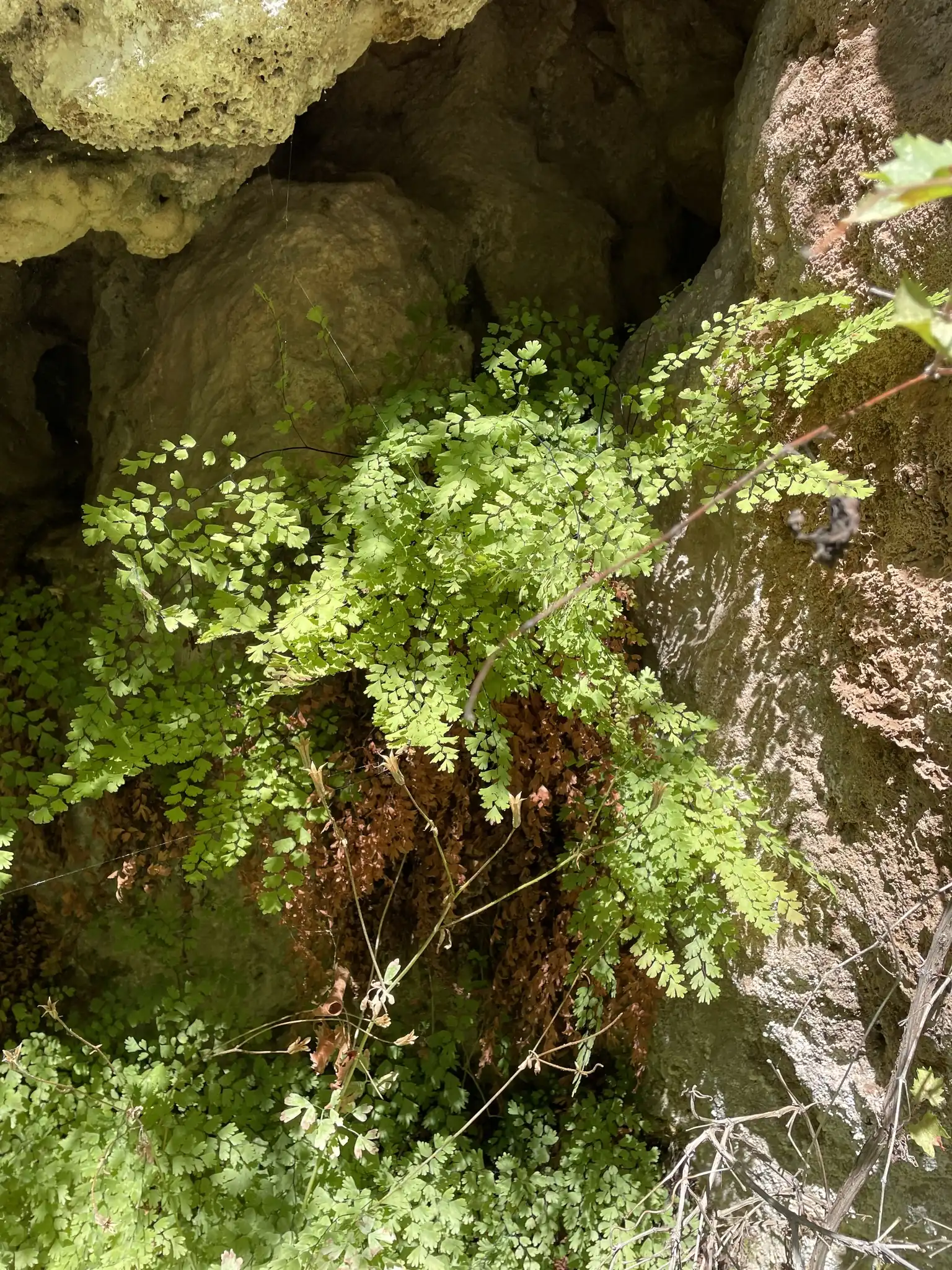 Southern Maidenhair Fern