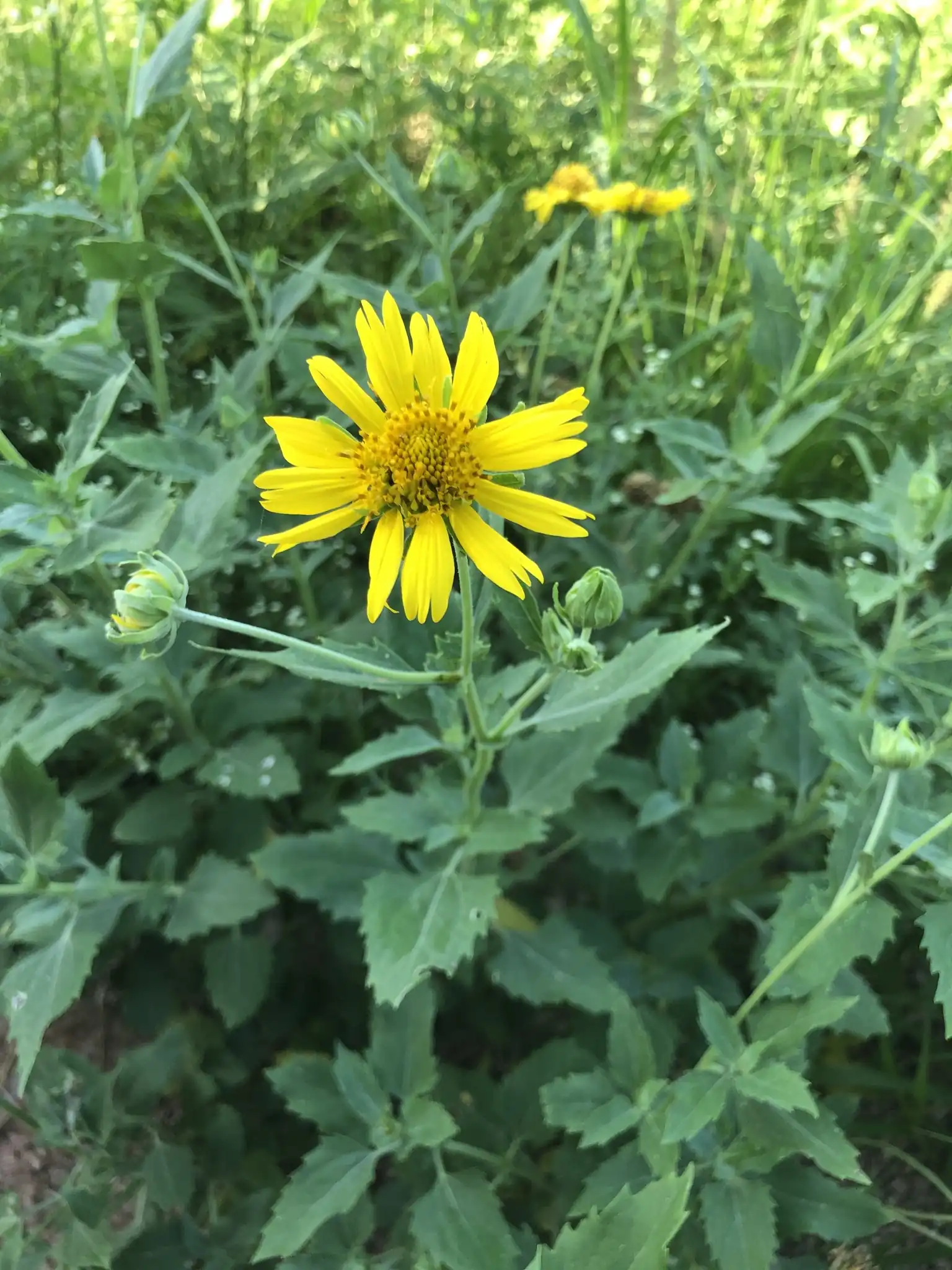 Golden Crownbeard
