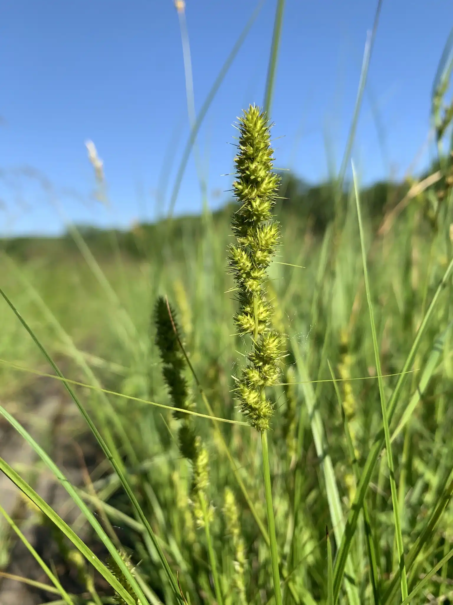 Fox Sedge