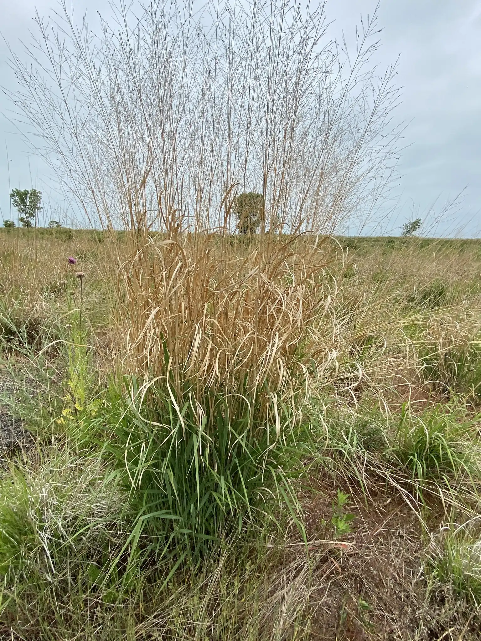 Switchgrass