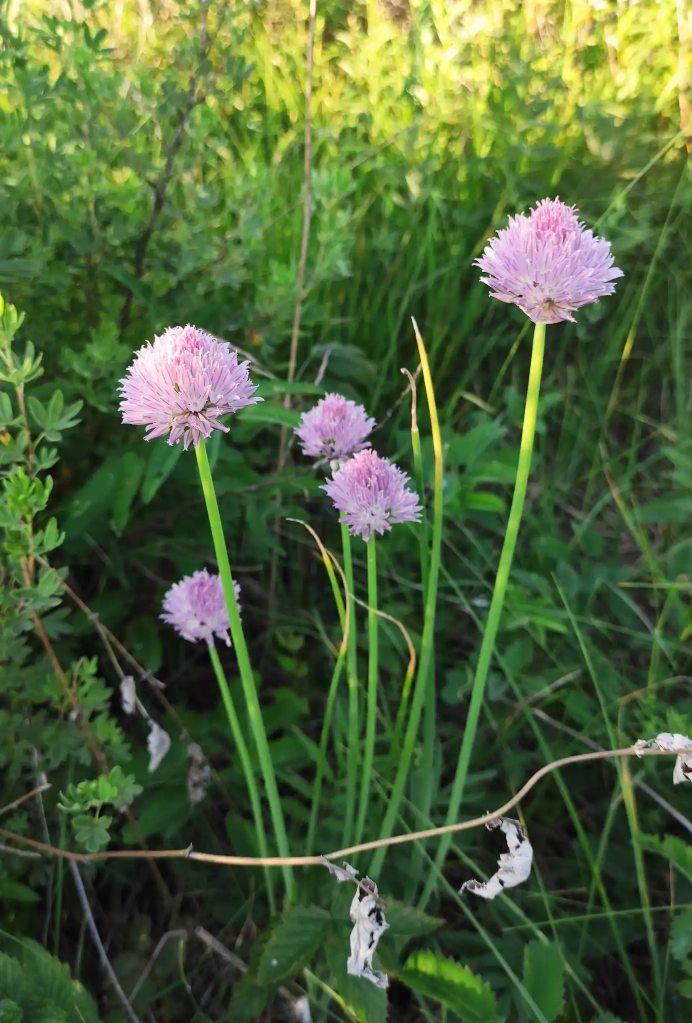 Chives