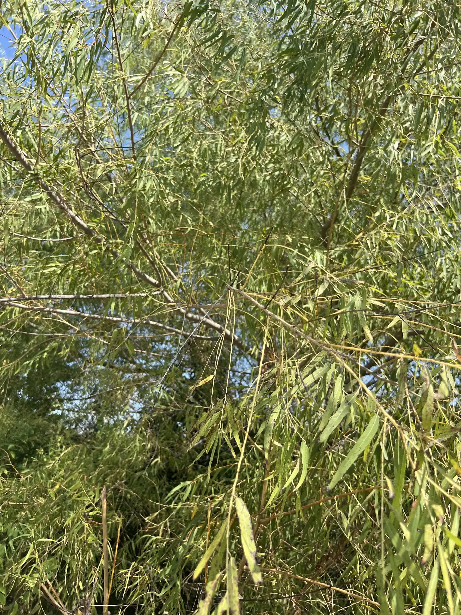 Black Willow