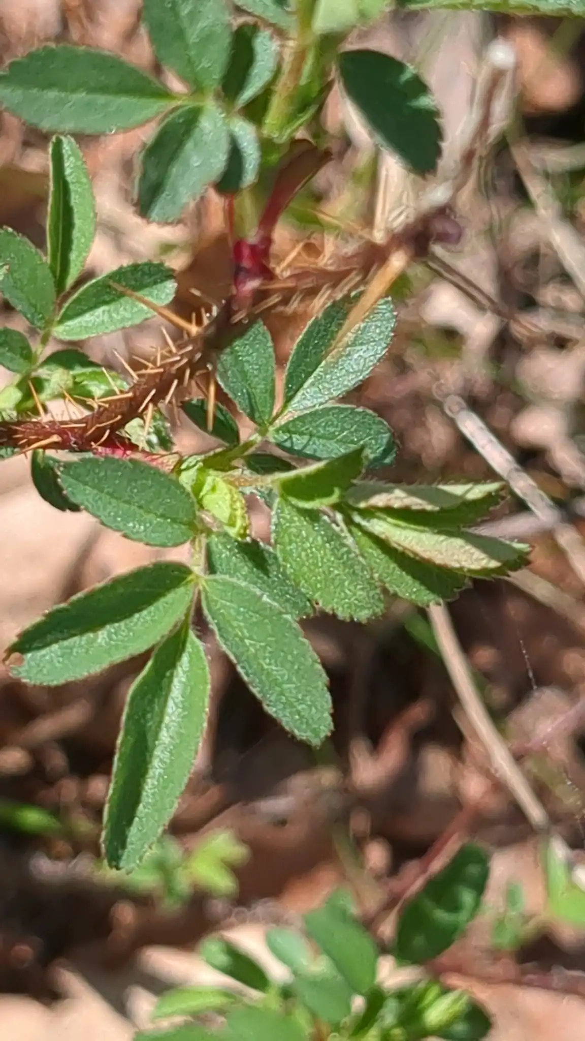 Pasture Rose