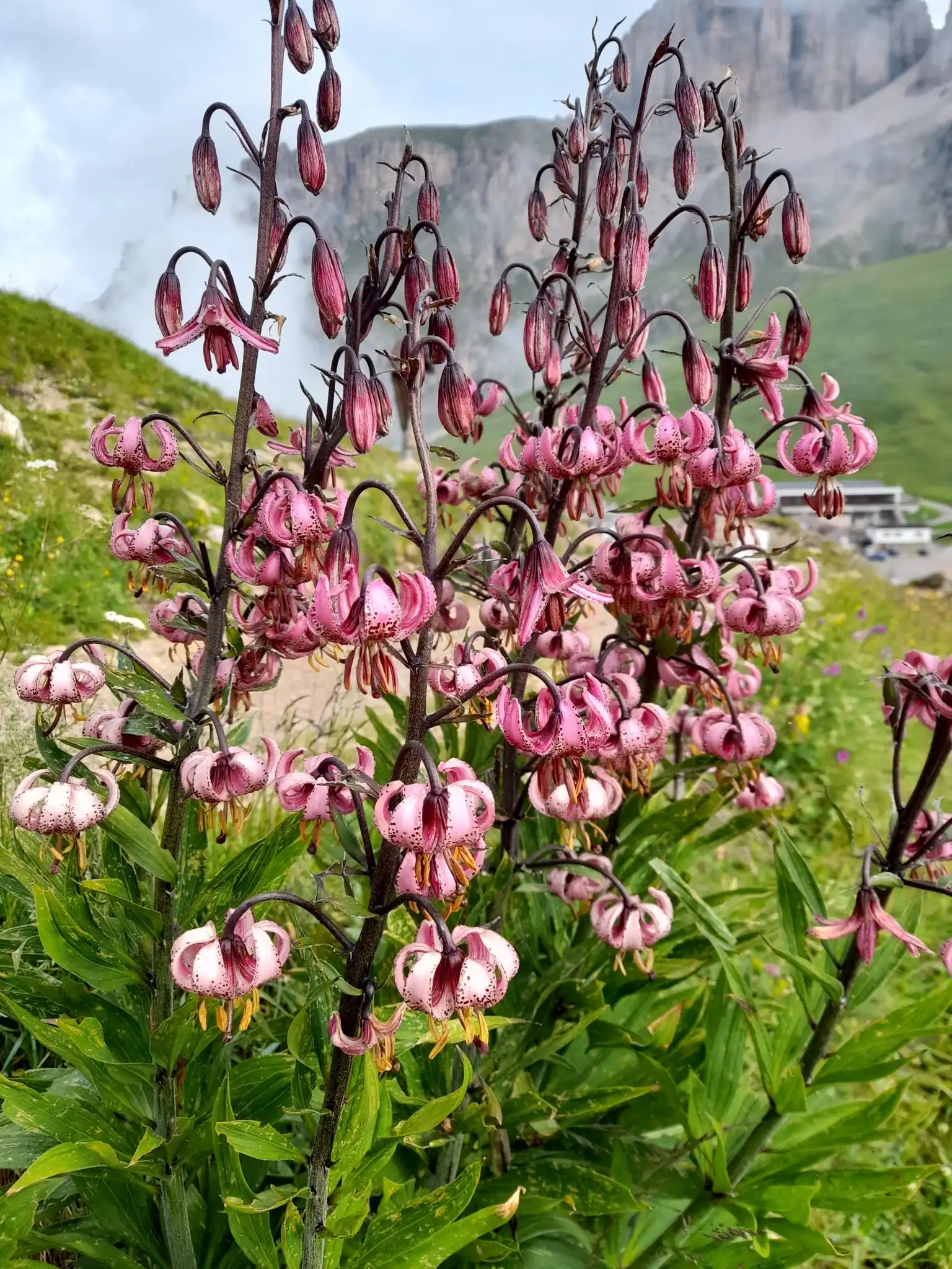 Turk's Cap Lily Martagon Lily
