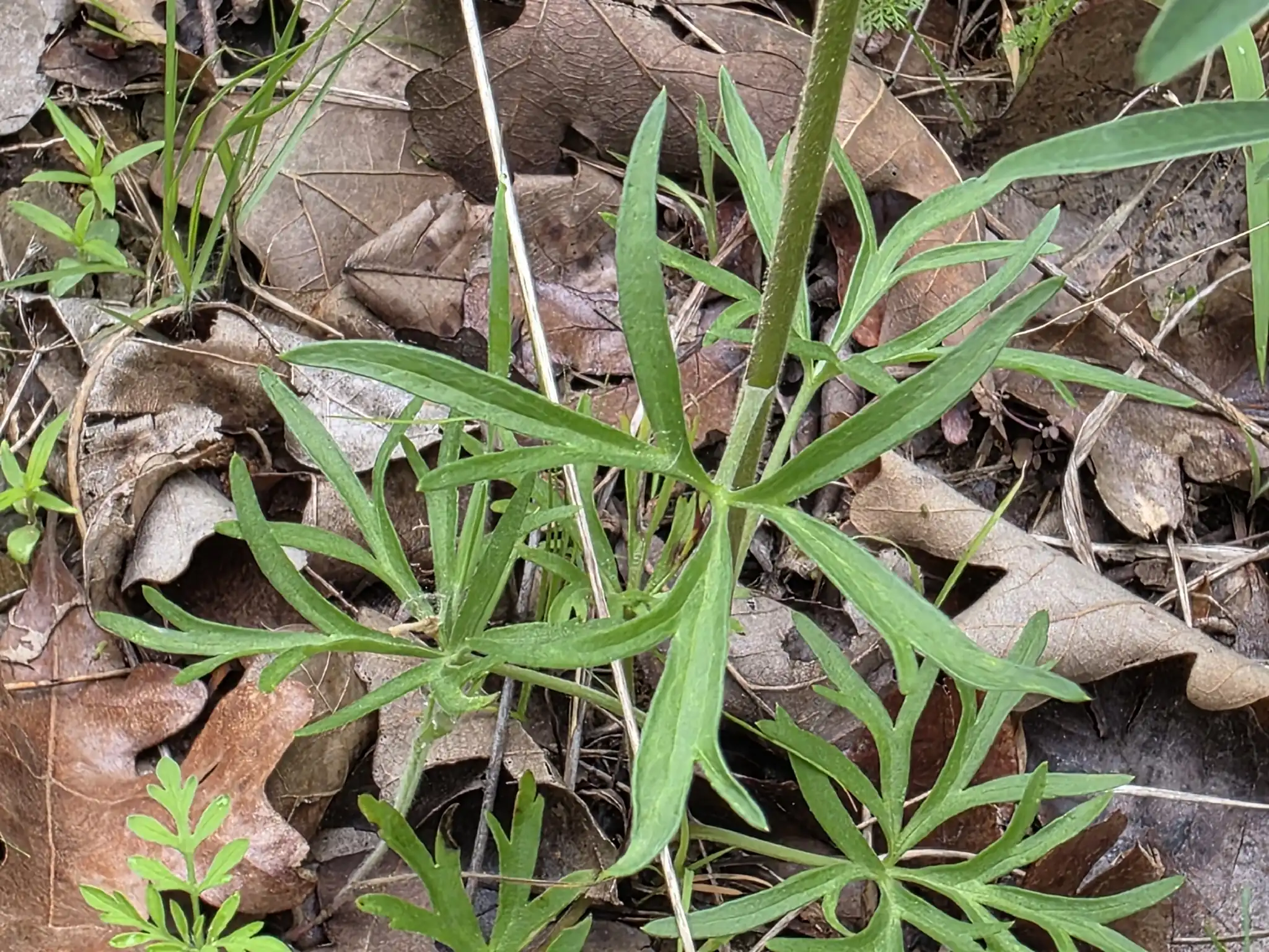 Carolina Delphinium