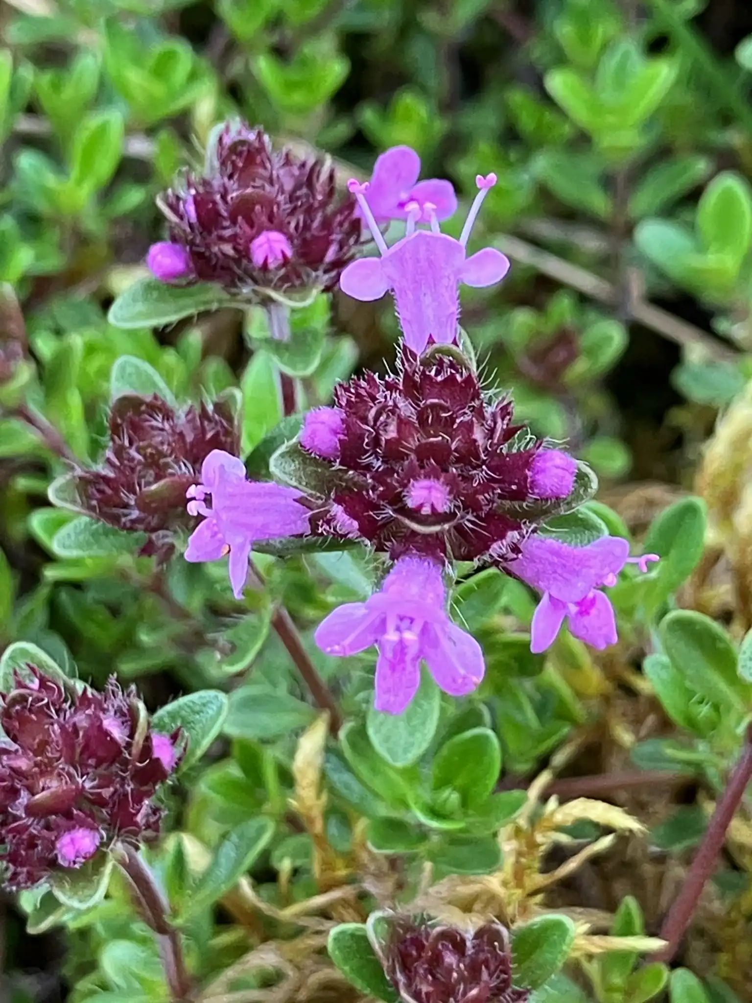 Creeping Thyme
